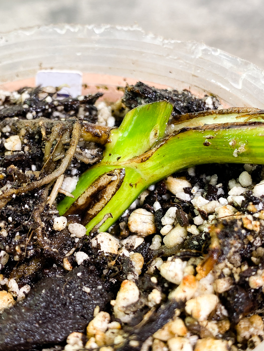 Monstera Aurea 1 leaf 1 bud fully rooted