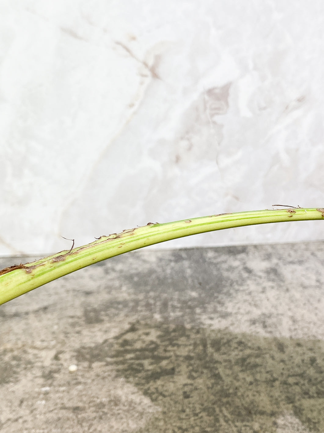 Monstera Aurea 1 leaf 1 bud fully rooted