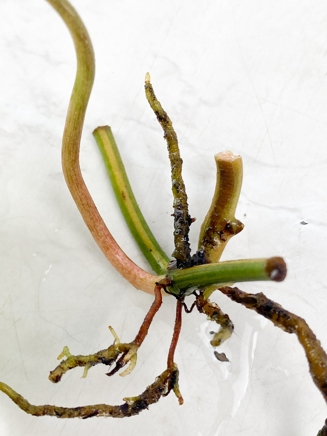Philodendron Micans Variegated 1 leaf multiple nodes