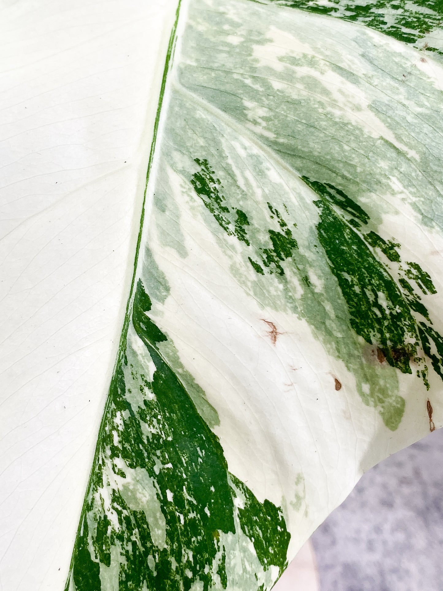 Monstera albo variegata Rooted 3 leaves Top Cutting Highly Variegated