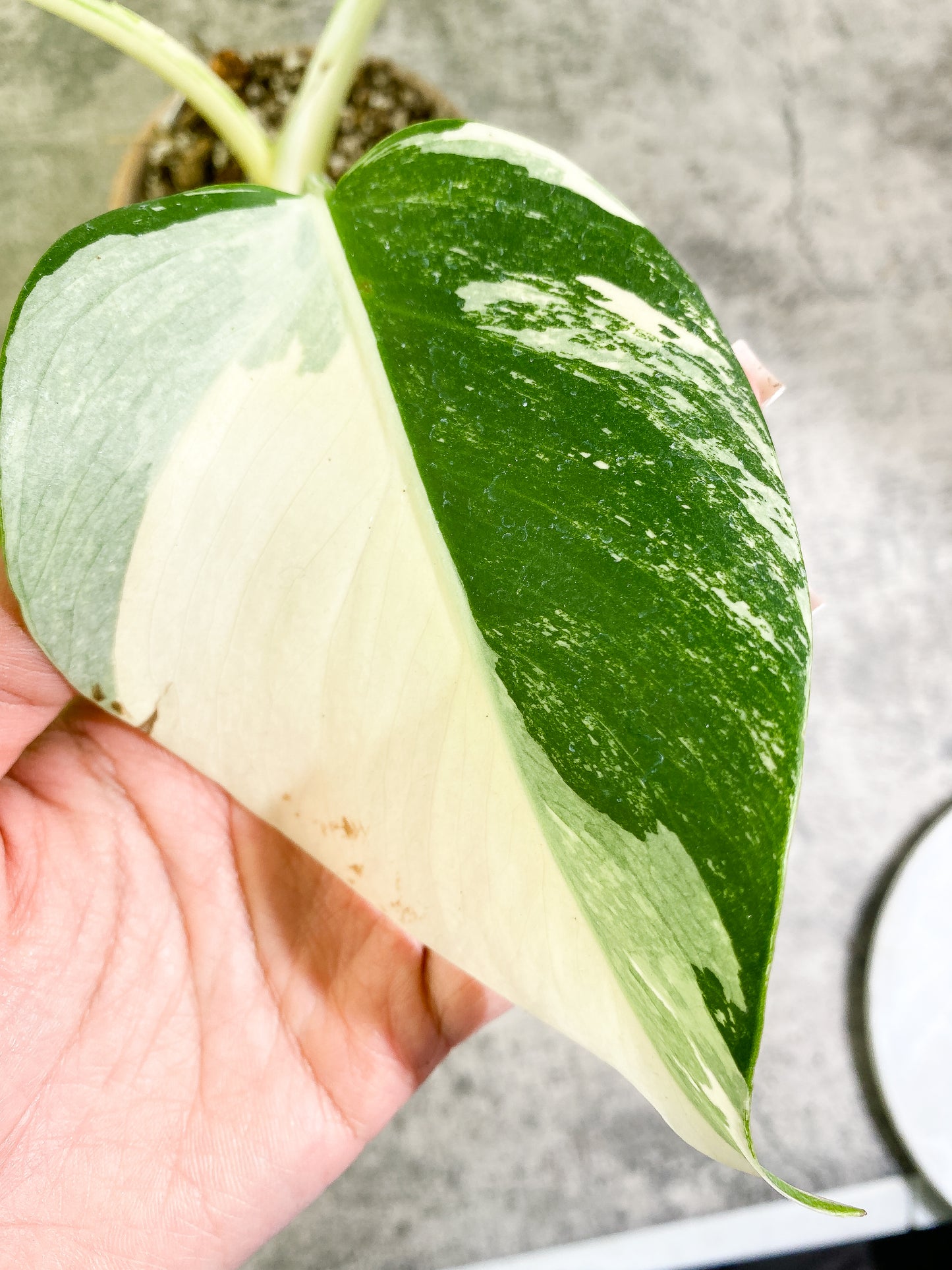 Monstera albo variegata Rooted 3 leaves Top Cutting Highly Variegated