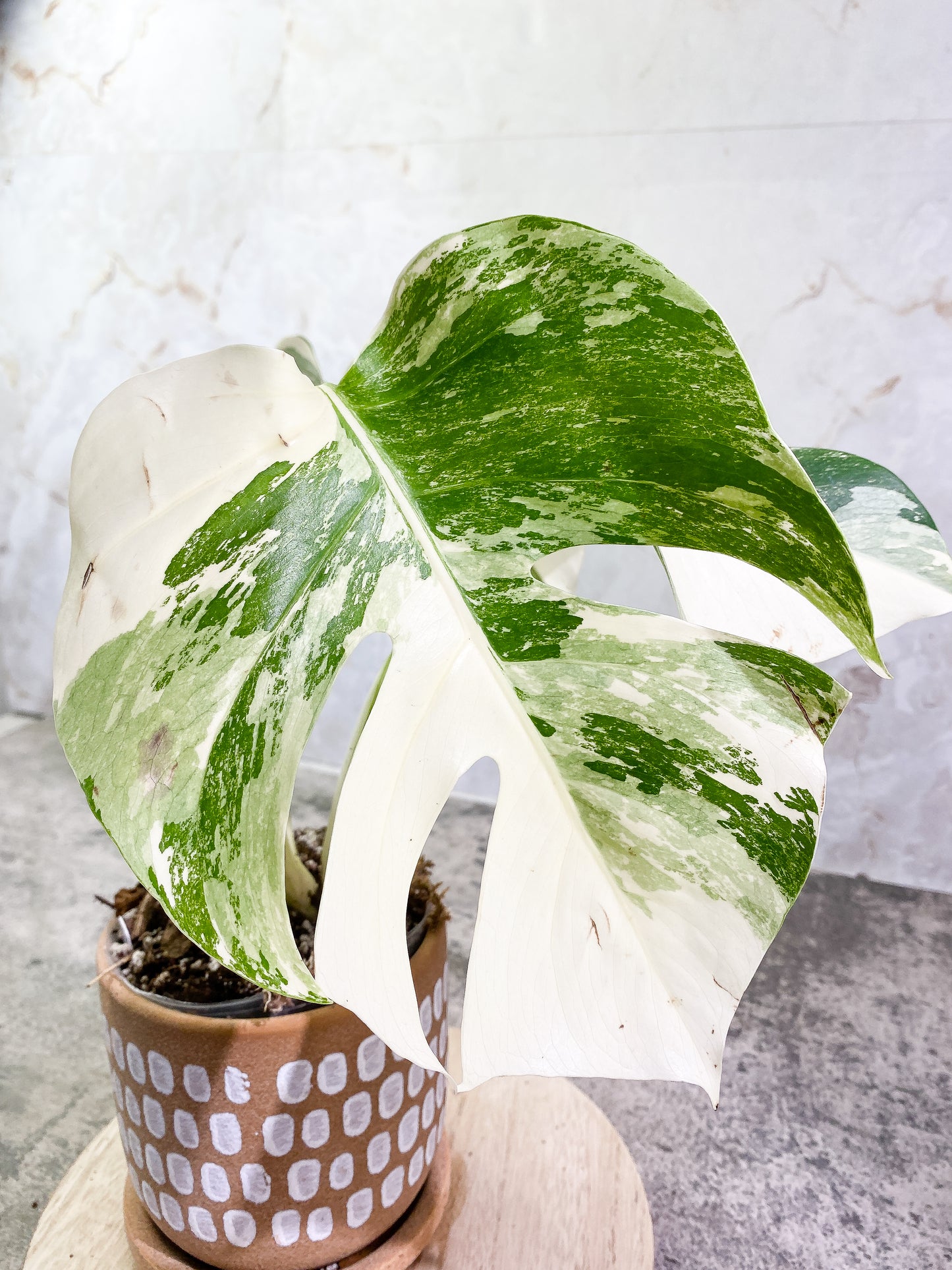 Monstera albo variegata Rooted 3 leaves Top Cutting Highly Variegated