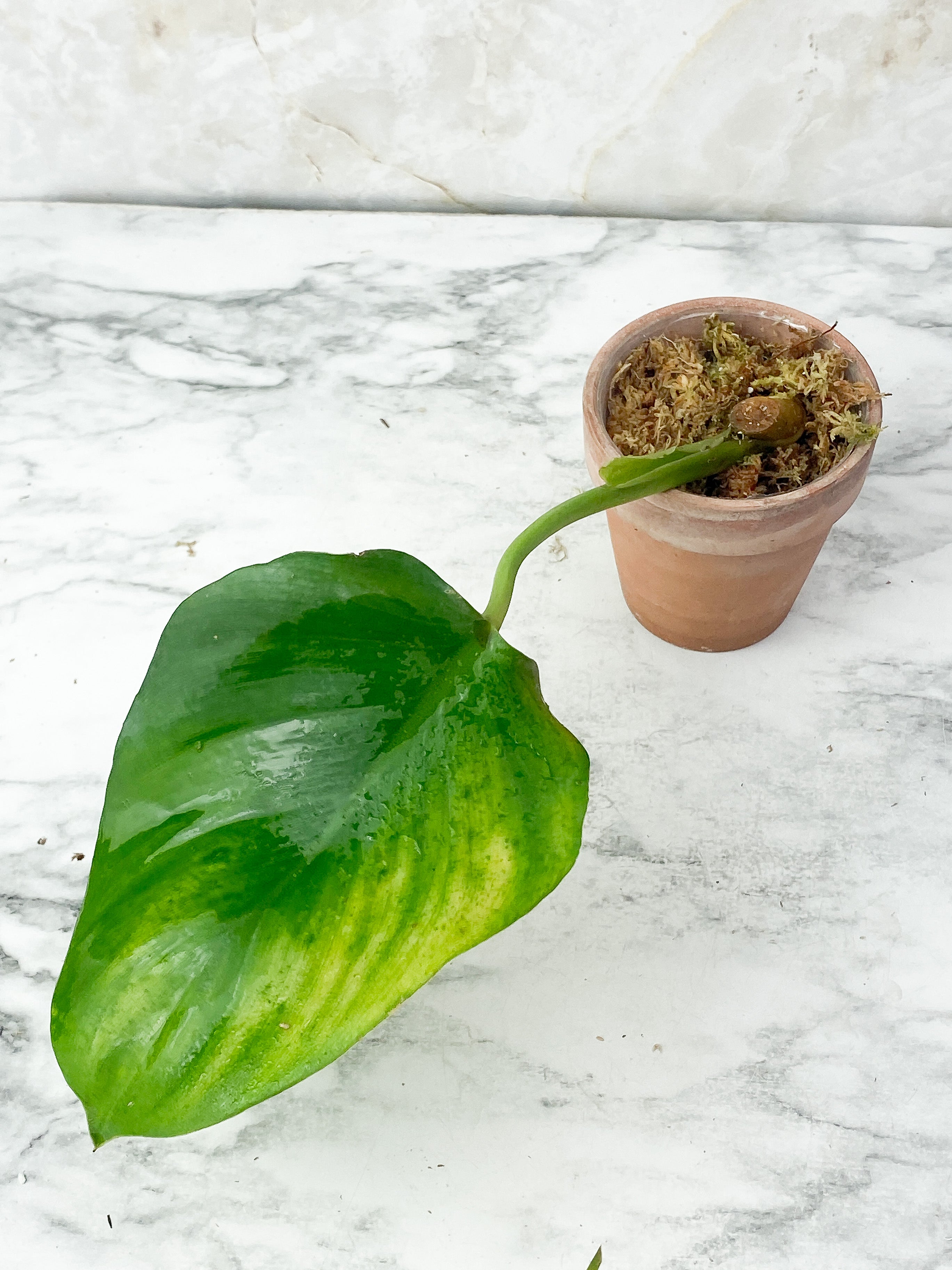 Philodendron White Wizard Slightly Rooted cutting