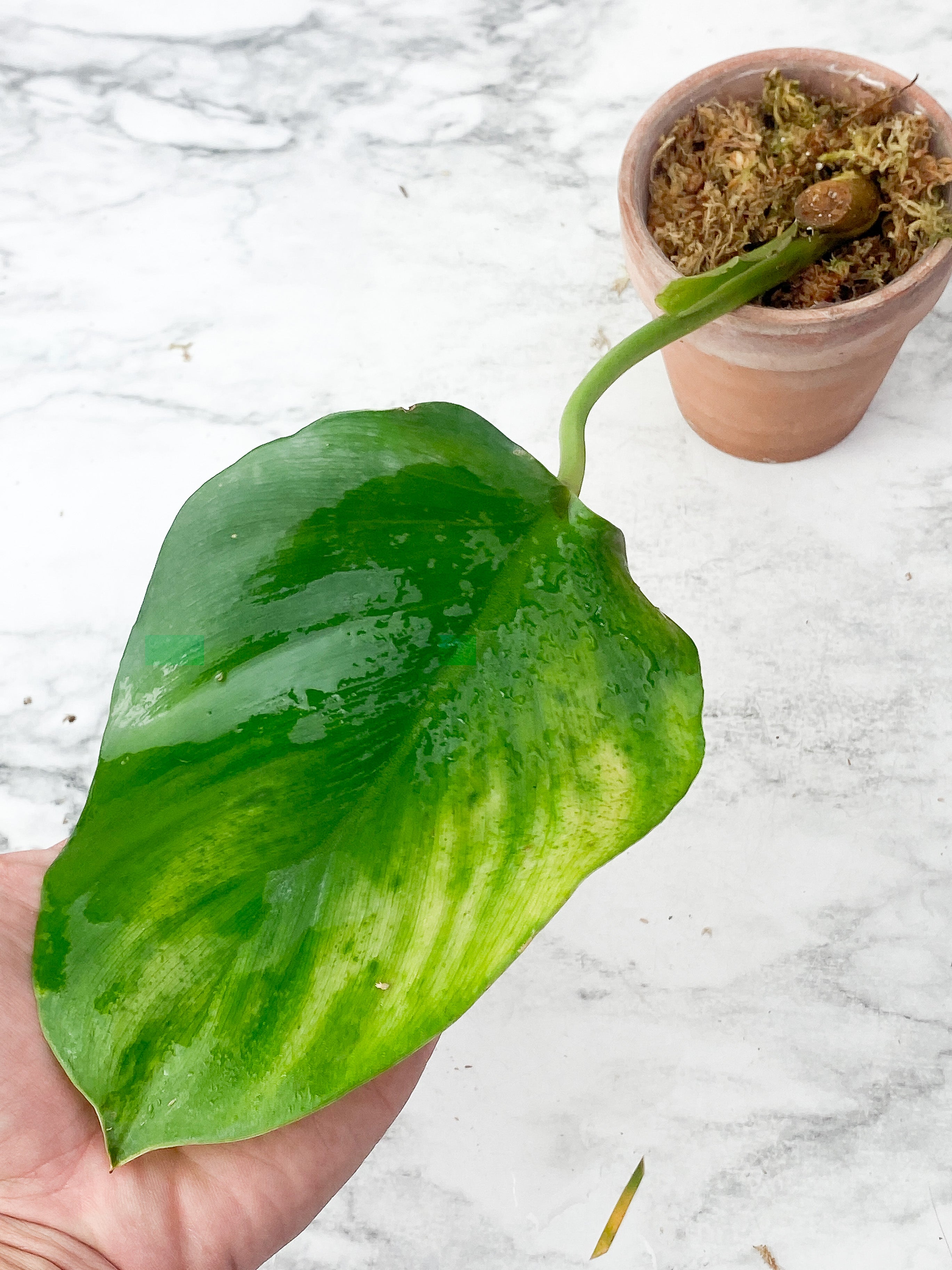 Philodendron White Wizard Slightly Rooted cutting