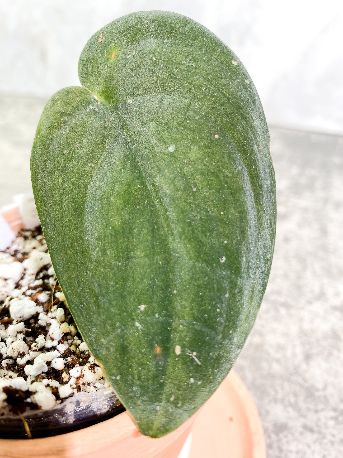 Scindapsus Jade Satin Darkform 1 leaf Slightly Rooted