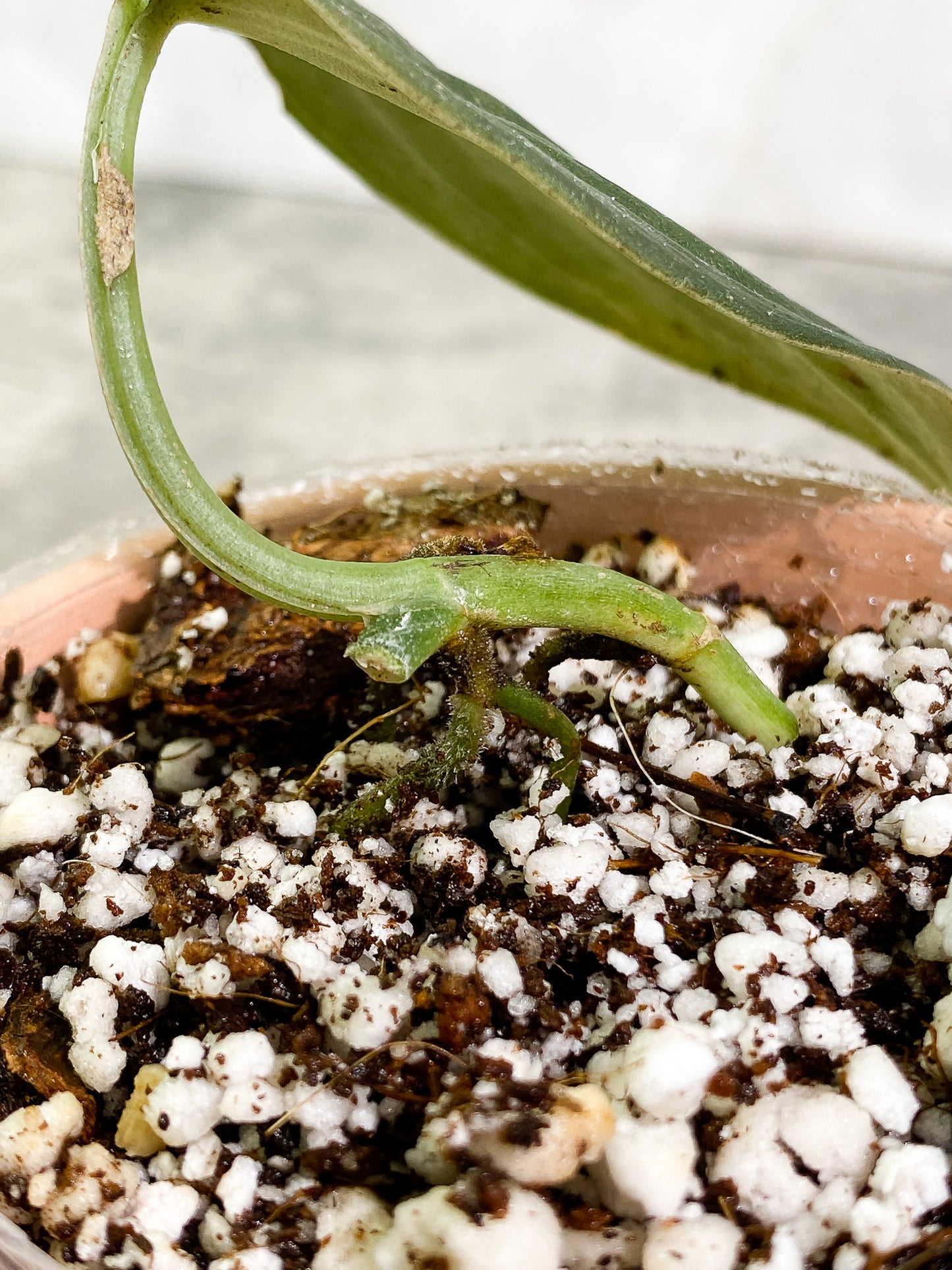 Scindapsus Jade Satin Darkform 1 leaf Slightly Rooted