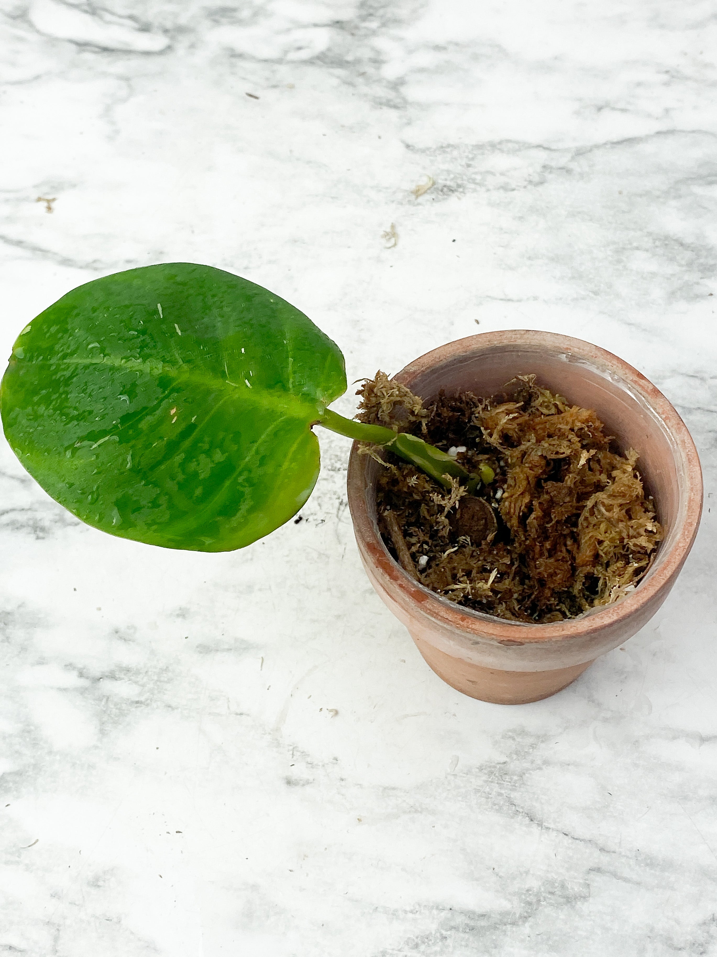 Reserved Philodendron White Wizard Slightly Rooted cutting