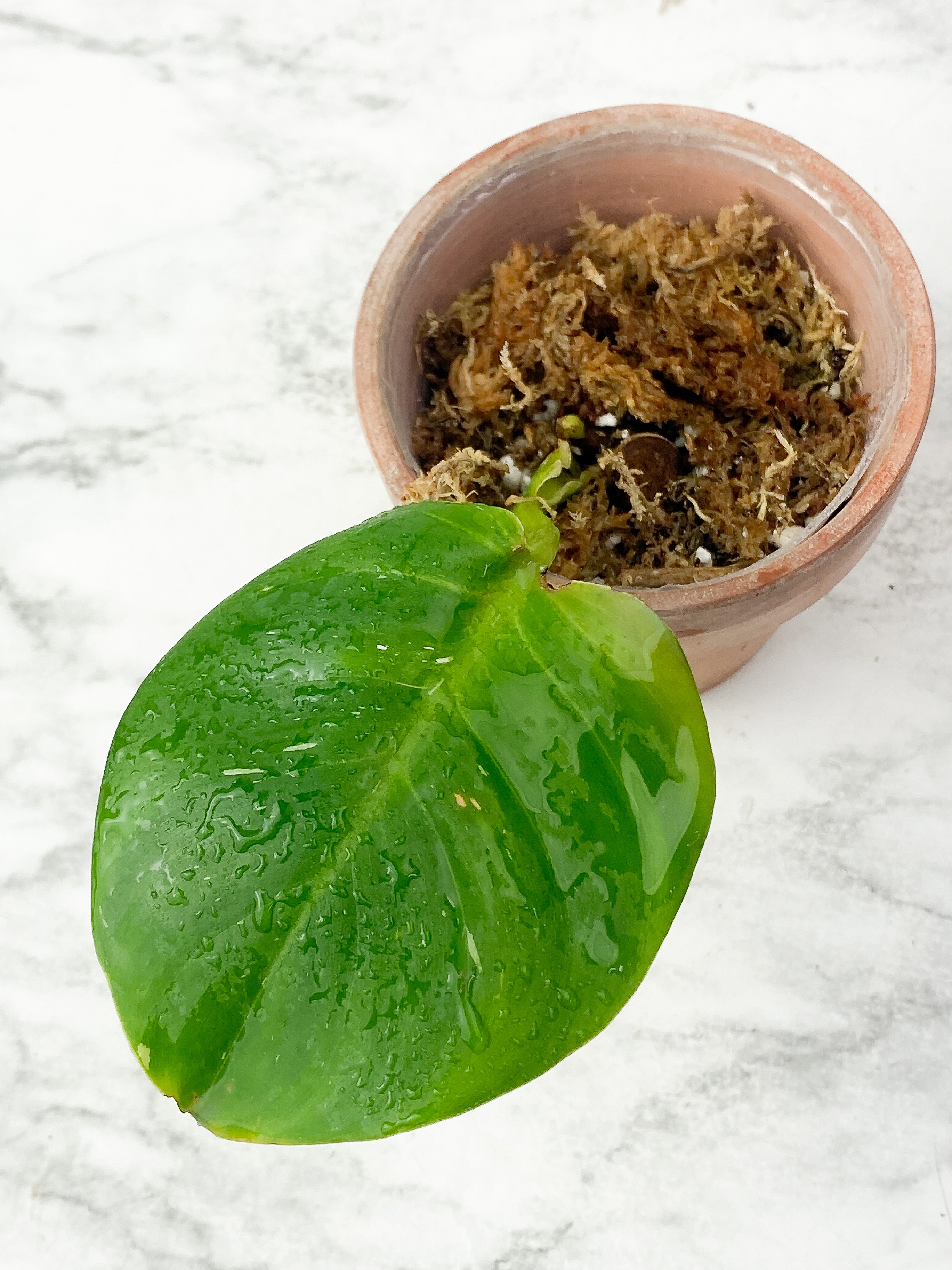 Reserved Philodendron White Wizard Slightly Rooted cutting