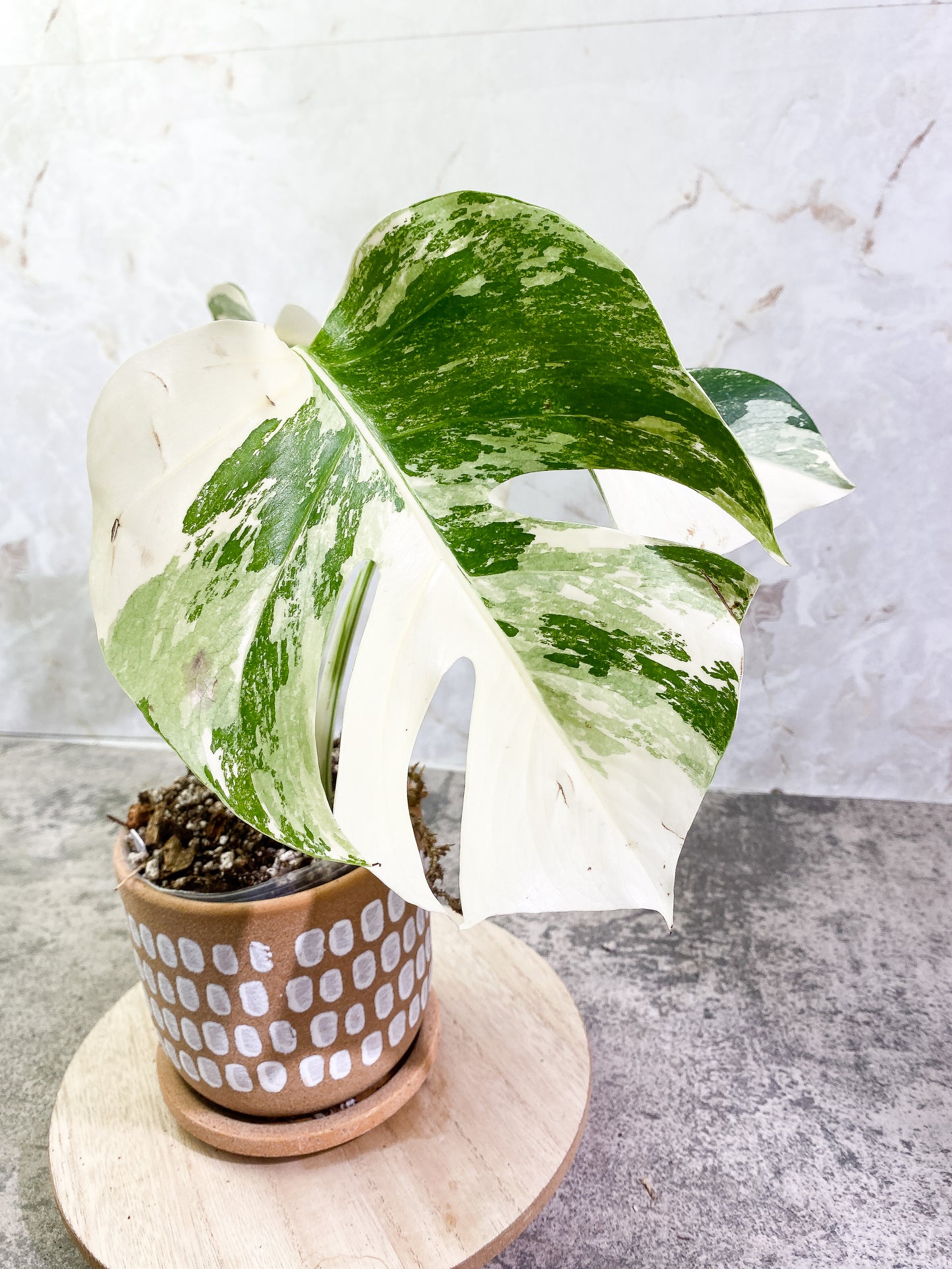 Monstera albo variegata Rooted 3 leaves Top Cutting Highly Variegated