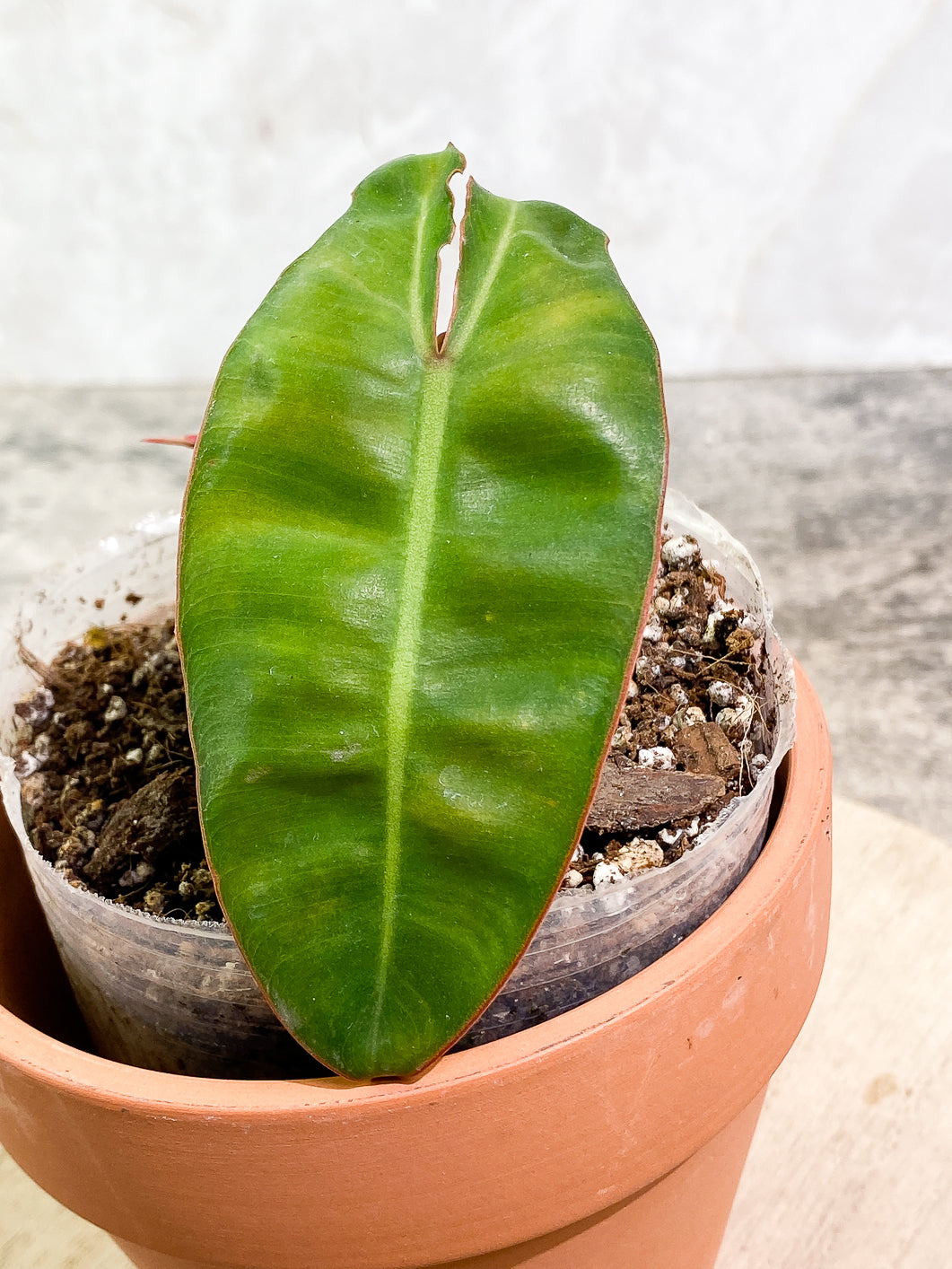 Philodendron Billitiae 1 leaf 1 sprout slightly rooted