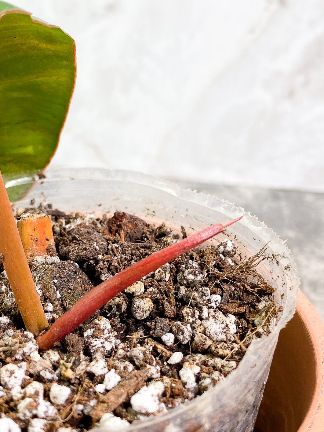 Philodendron Billitiae 1 leaf 1 sprout slightly rooted