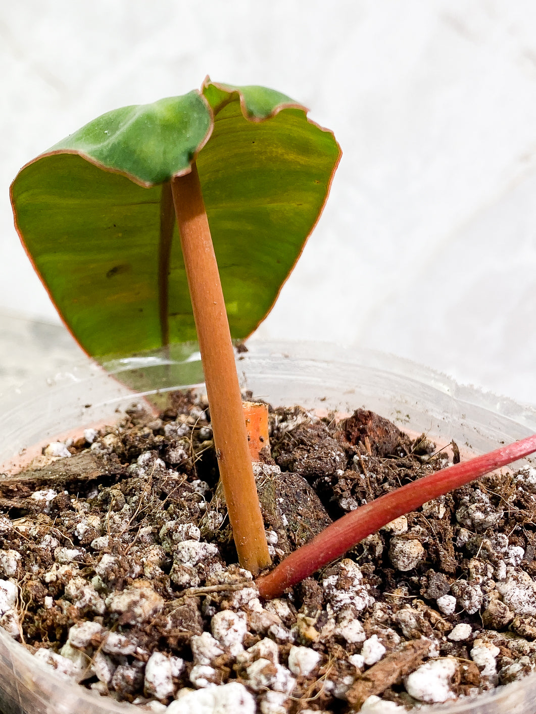 Philodendron Billitiae 1 leaf 1 sprout slightly rooted