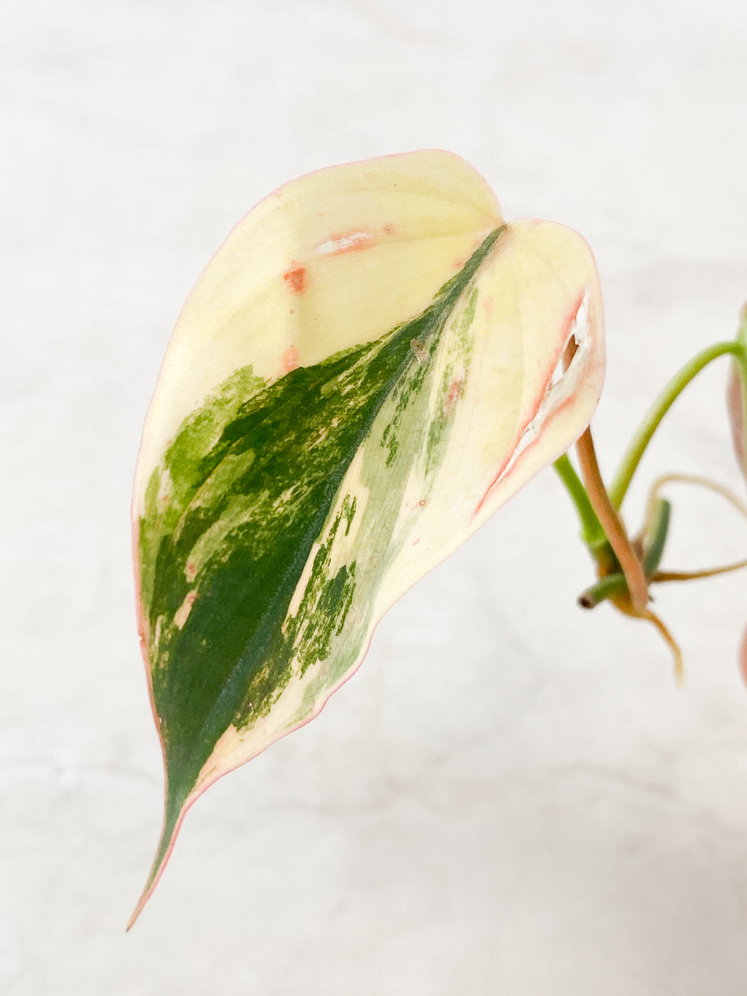 Philodendron Micans Variegated 2 leaves 1 sprout rooting