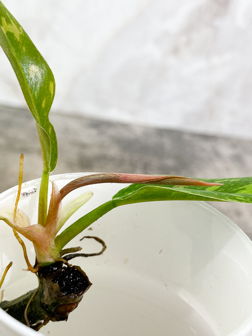 Philodendron  Ring of Fire 2 leaves 1 sprout multiple nodes rooting