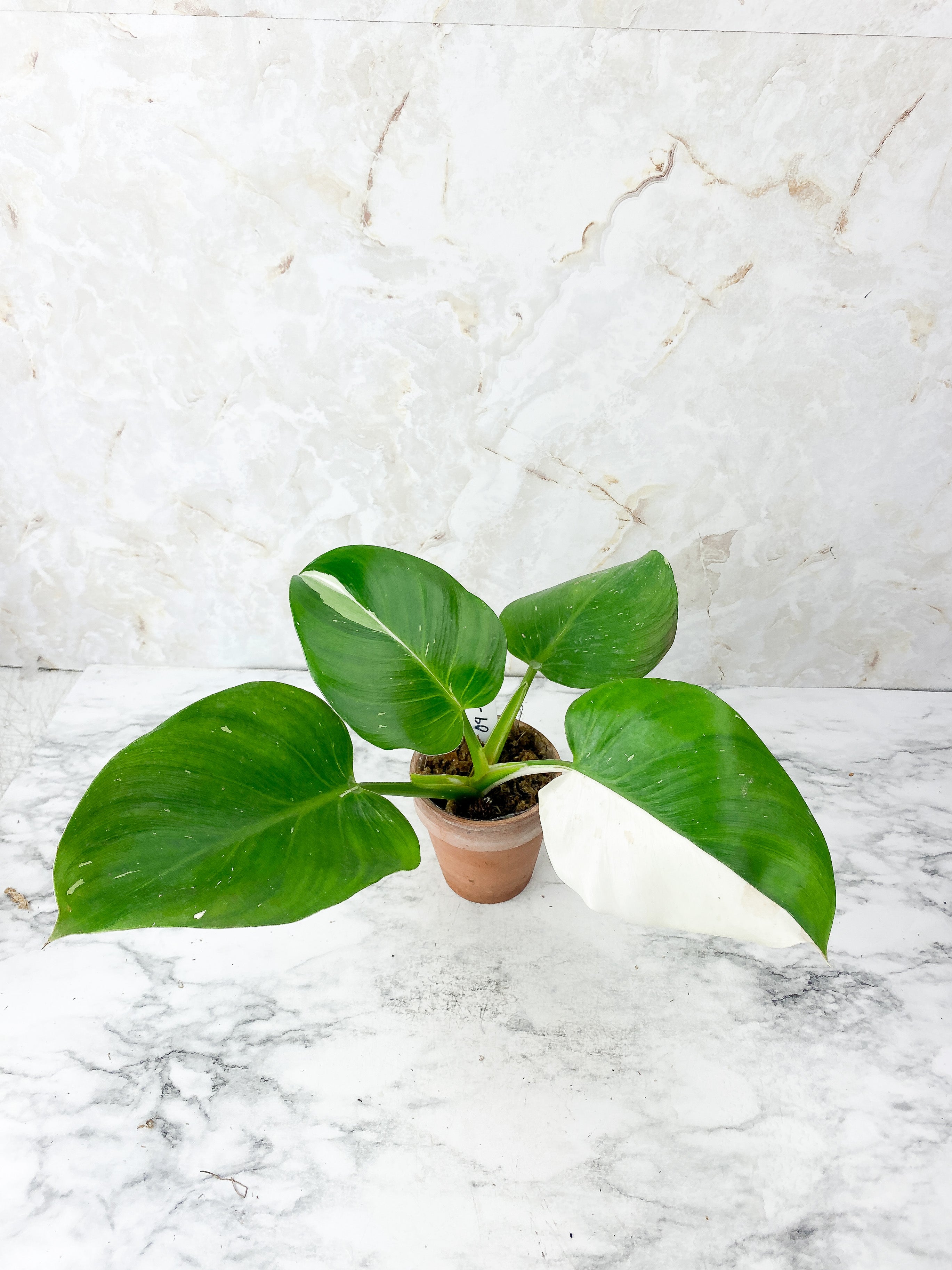 Philodendron White Wizard Slightly Rooted Top cutting