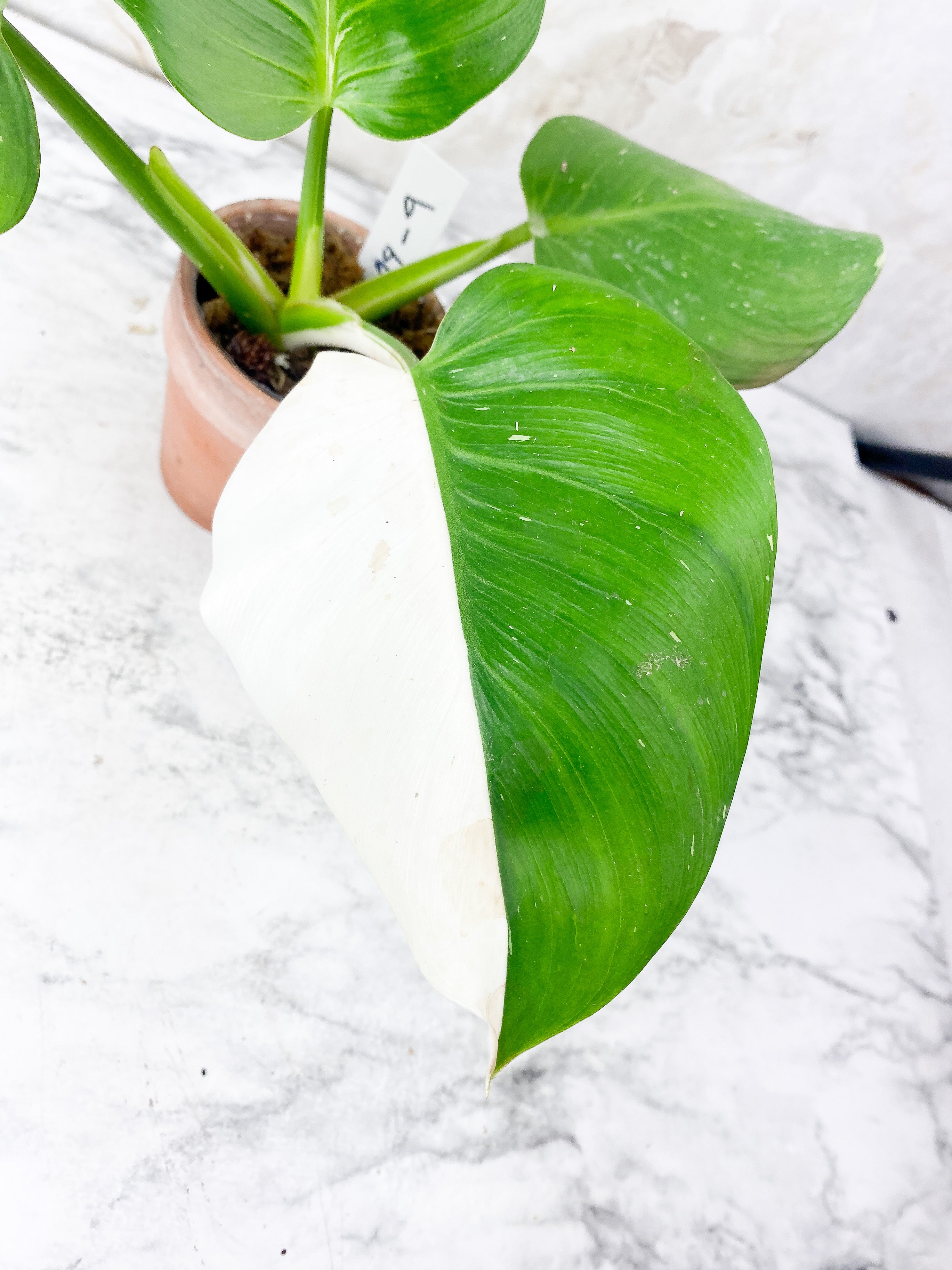 Philodendron White Wizard Slightly Rooted Top cutting