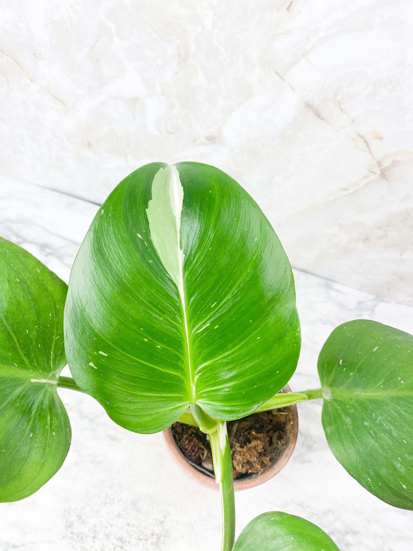 Philodendron White Wizard Slightly Rooted Top cutting