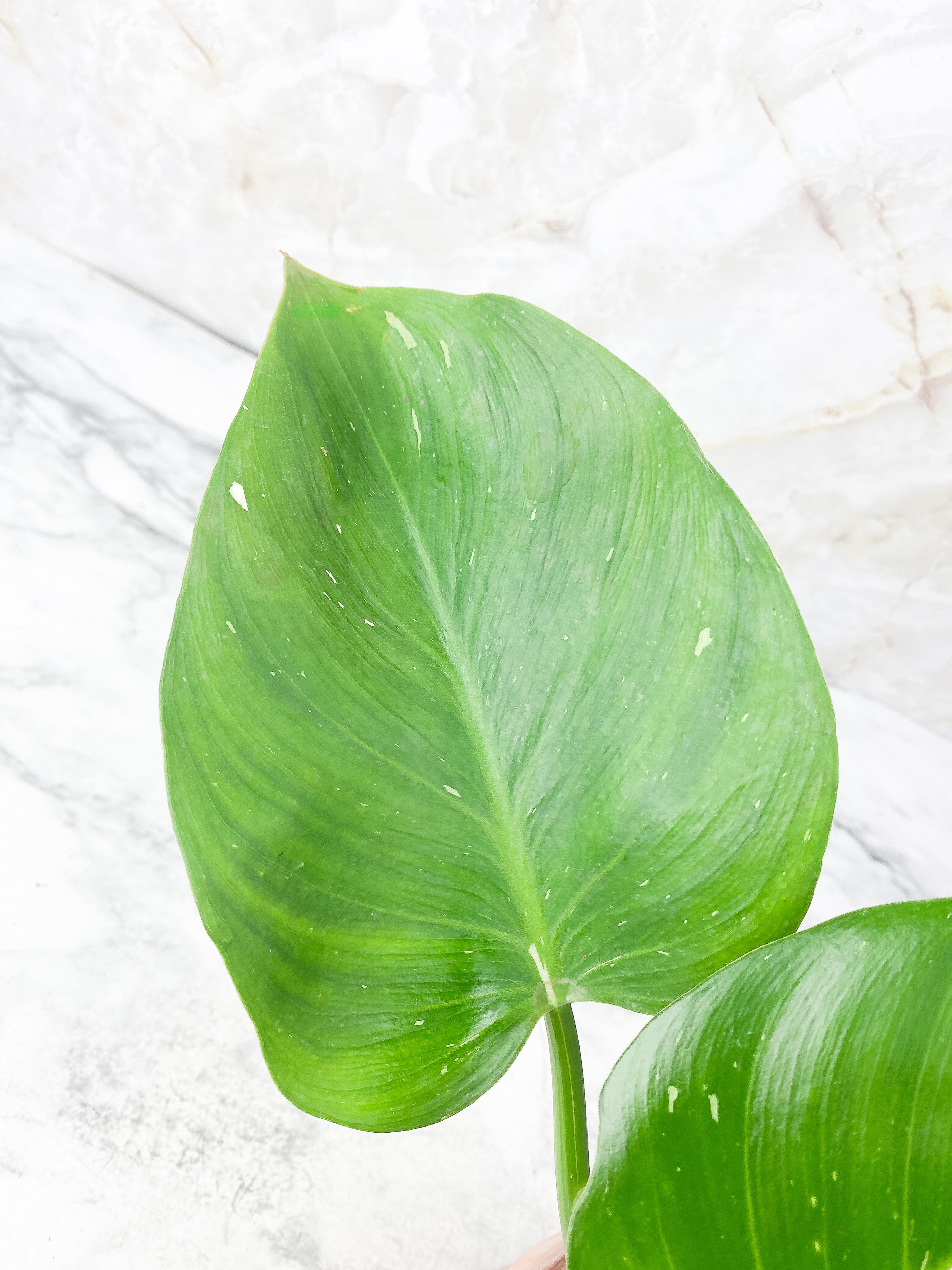 Philodendron White Wizard Slightly Rooted Top cutting