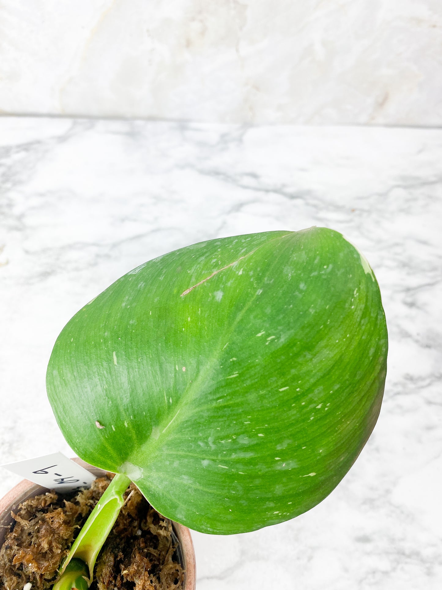 Philodendron White Wizard Slightly Rooted Top cutting