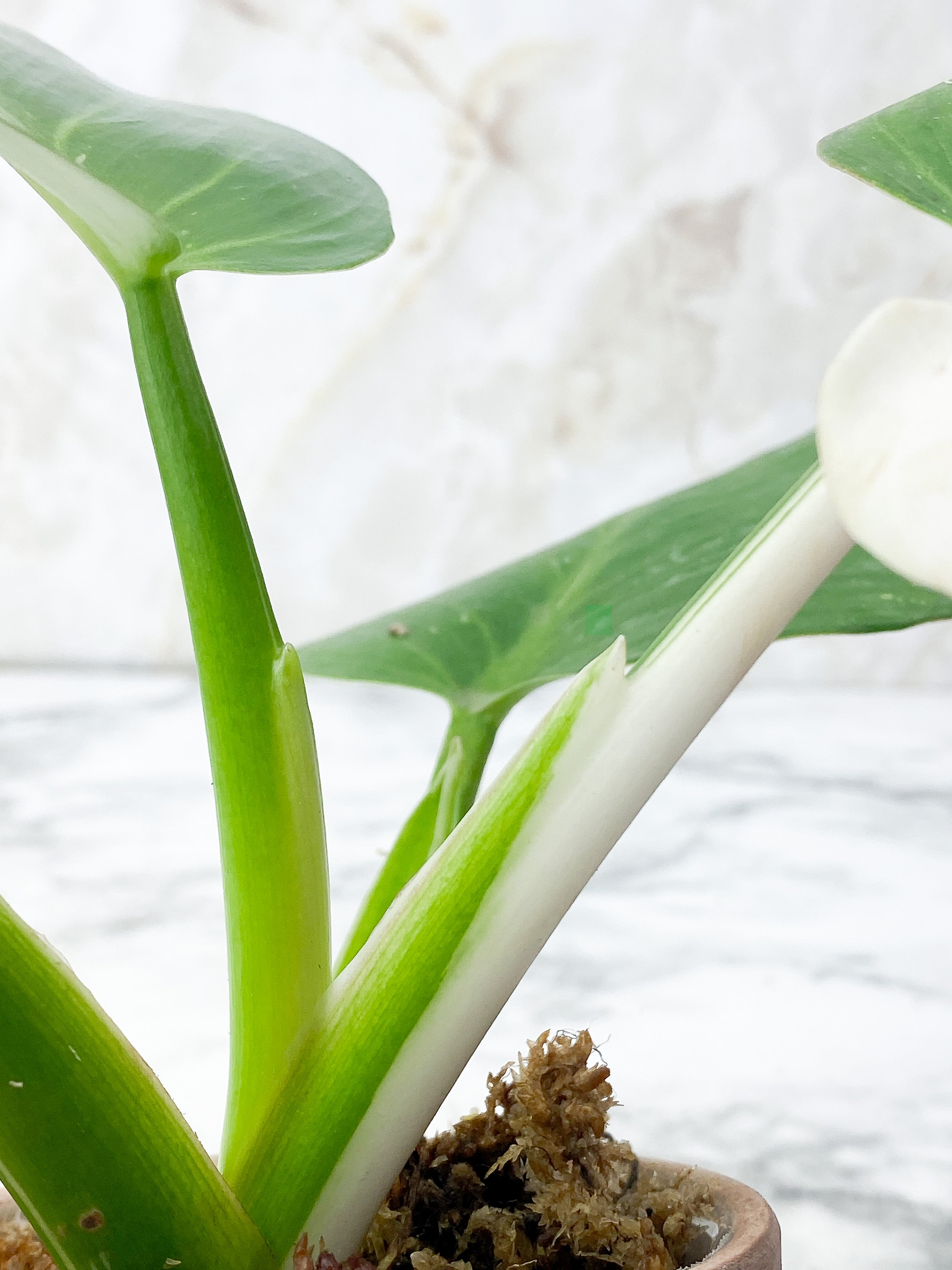 Philodendron White Wizard Slightly Rooted Top cutting