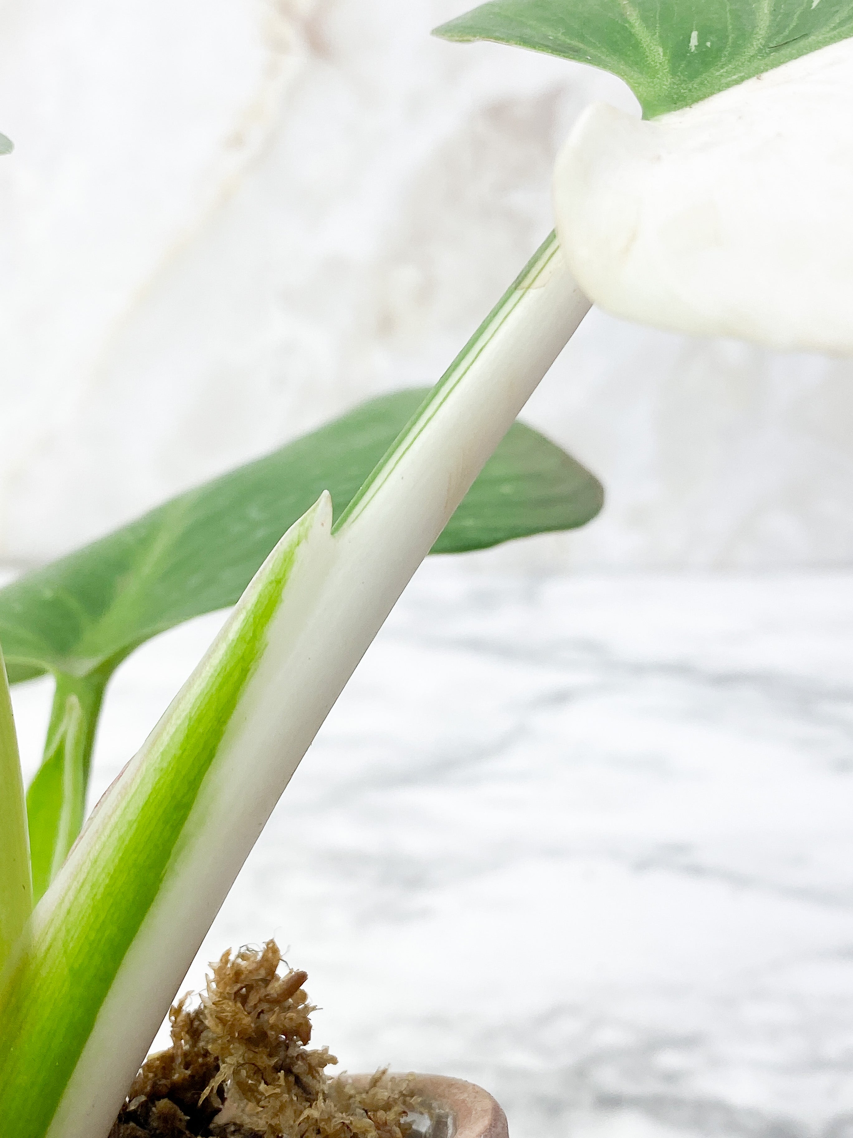 Philodendron White Wizard Slightly Rooted Top cutting