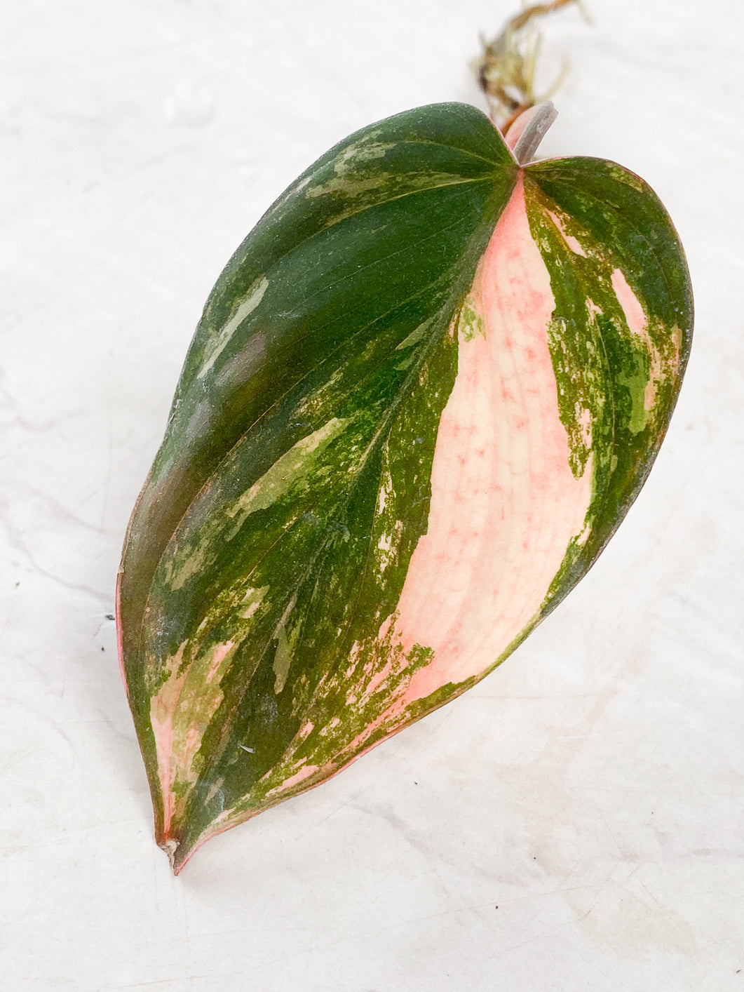 Philodendron Micans Variegated 1 leaf 1 sprout rooting
