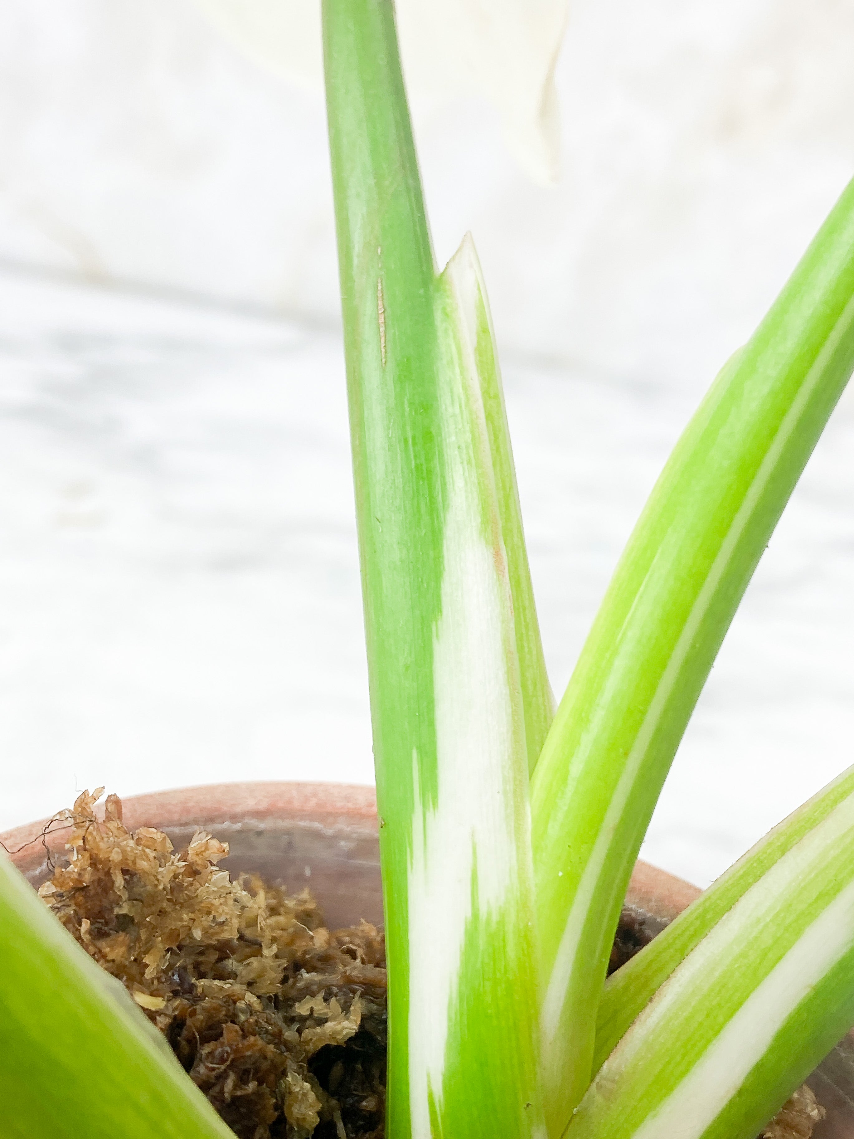 Philodendron White Wizard Slightly Rooted Top cutting