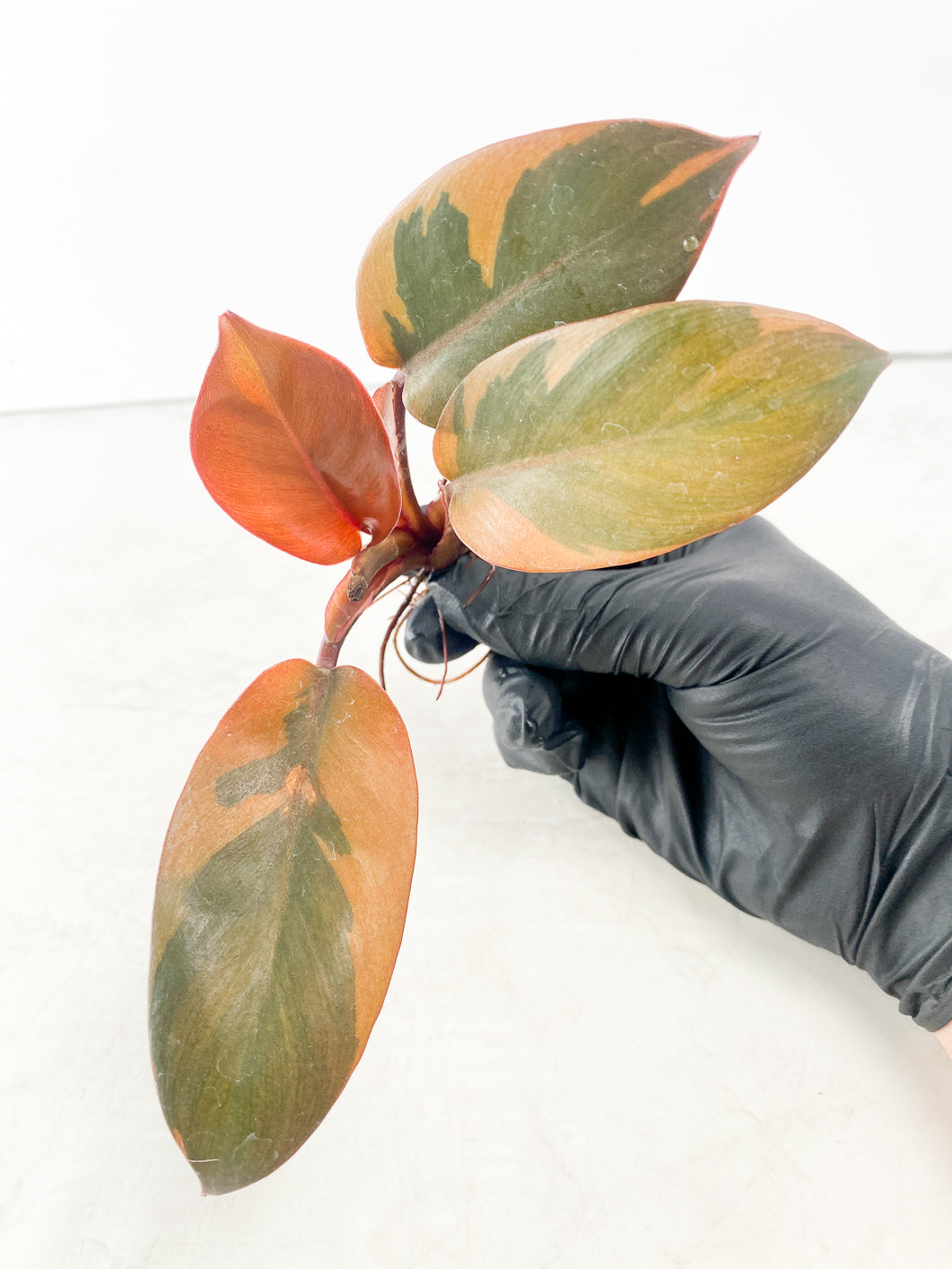 Philodendron Black Cardinal Variegated 4 leaves rooting