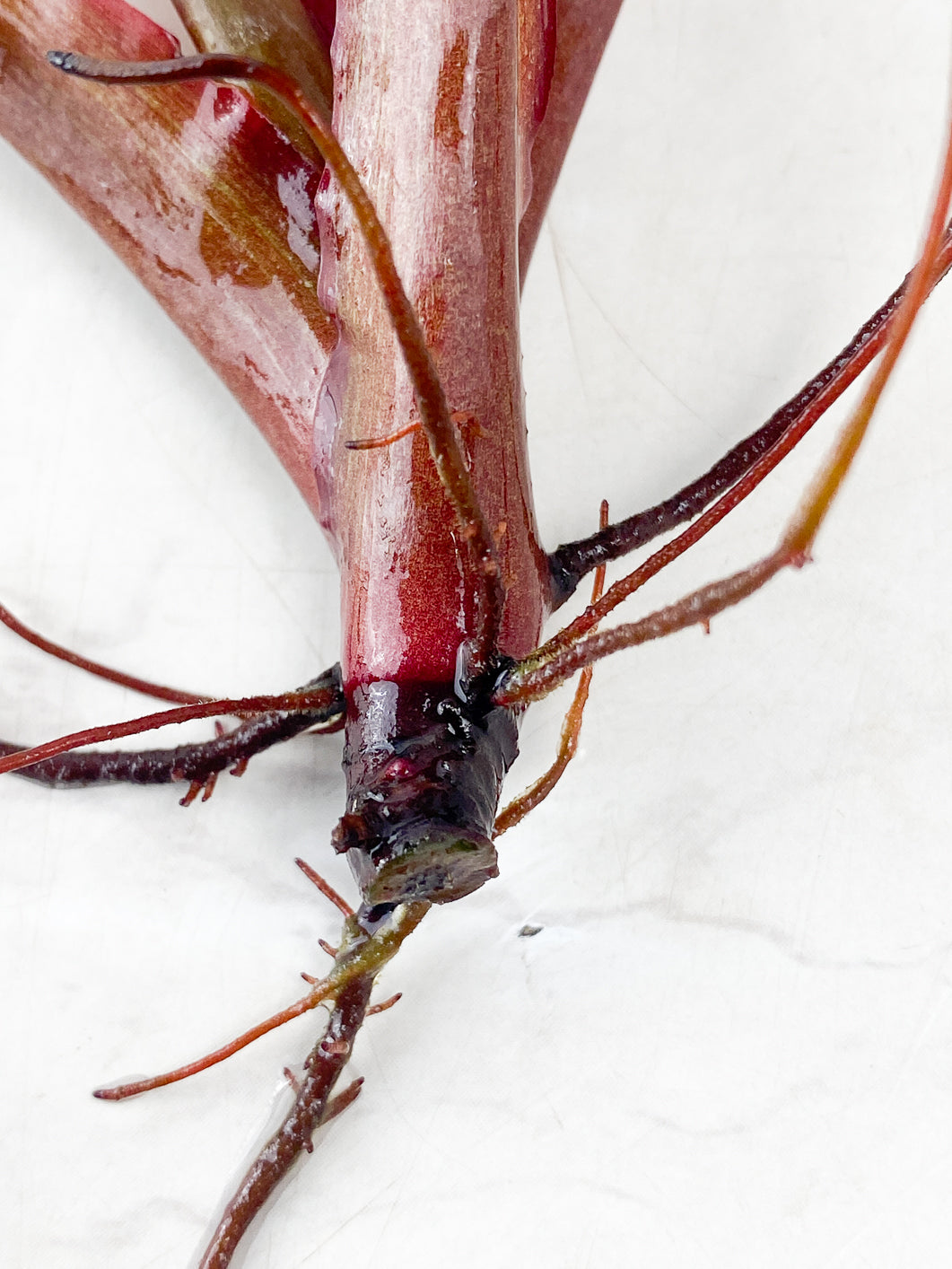 Philodendron Black Cardinal Variegated 4 leaves rooting