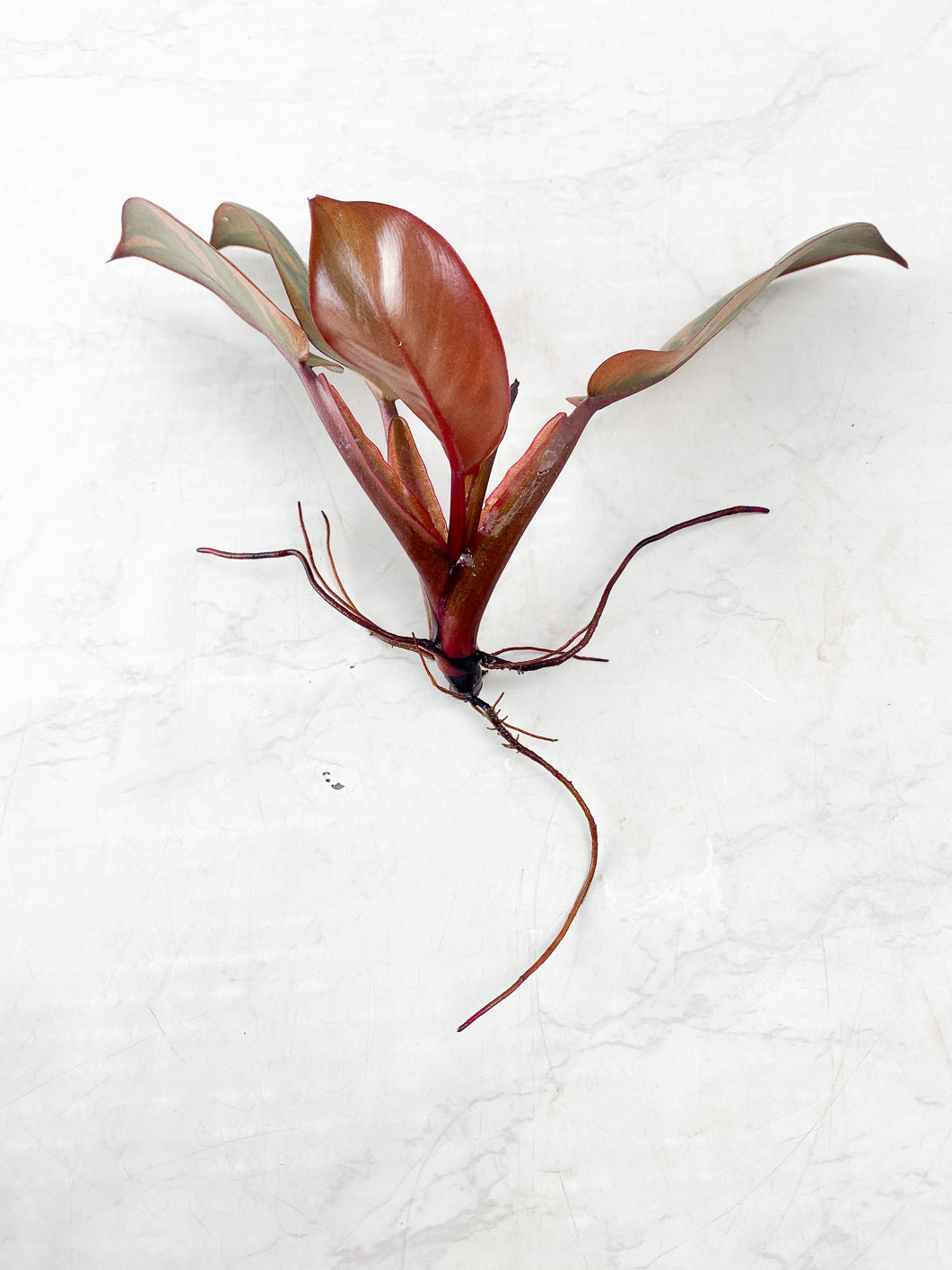 Philodendron Black Cardinal Variegated 4 leaves rooting