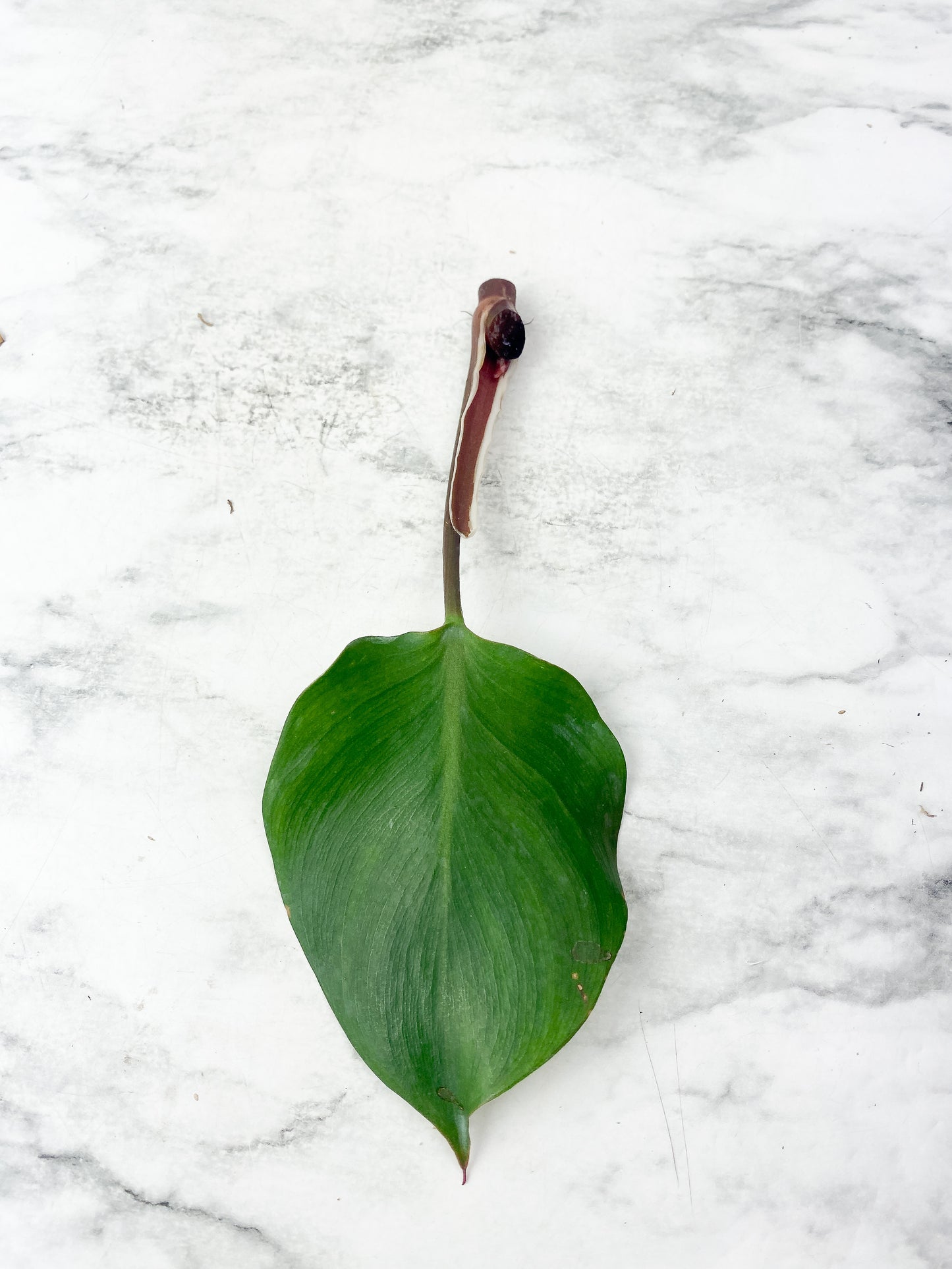 Philodendron White Knight Tricolor unrooted 1 leaf, 1 sprout