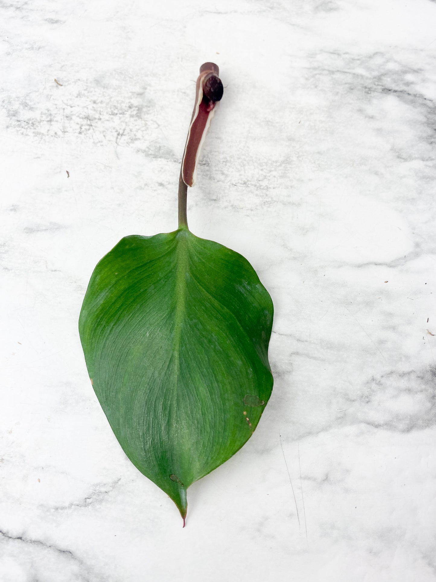 Philodendron White Knight Tricolor unrooted 1 leaf, 1 sprout