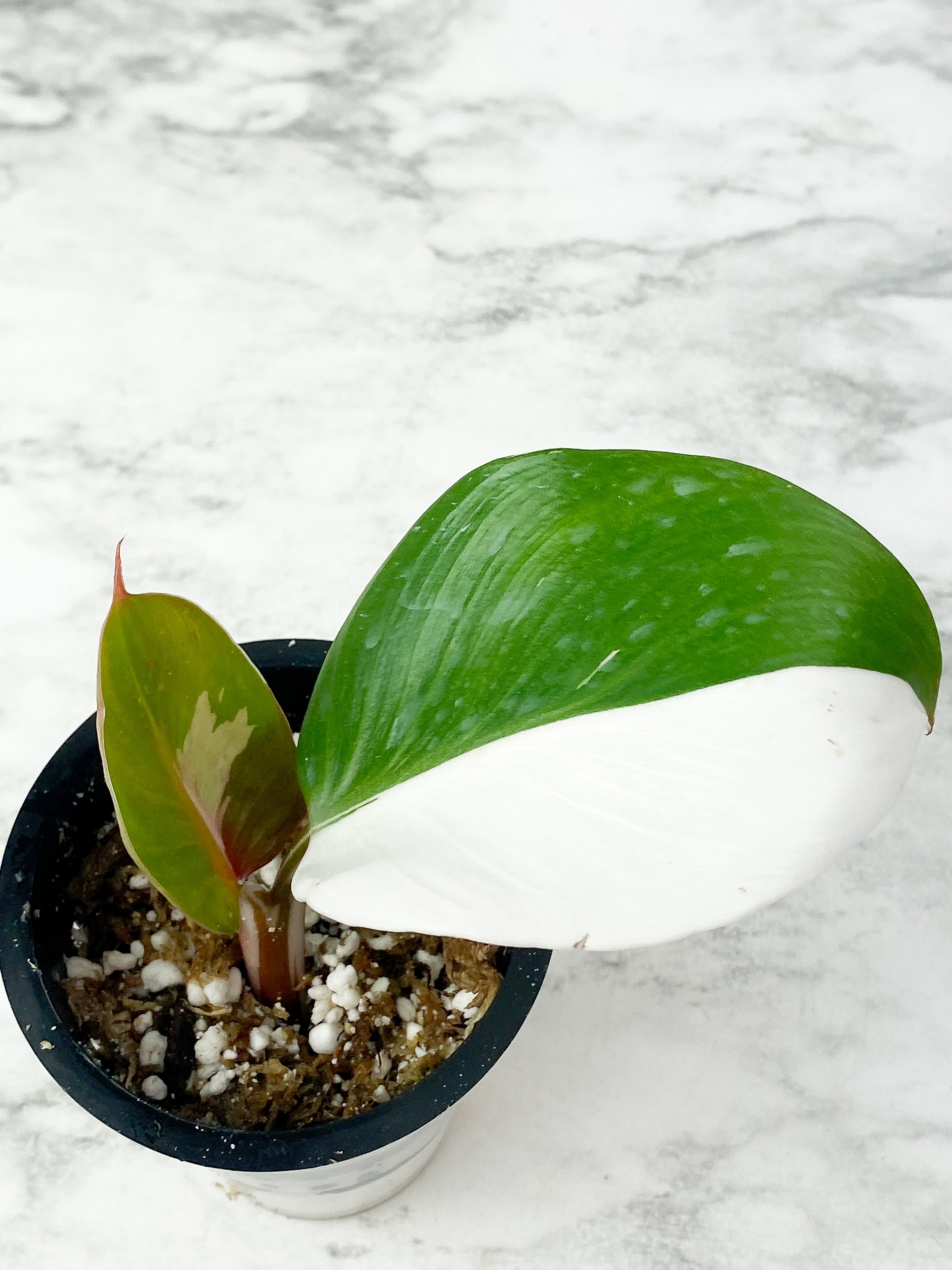 Philodendron White Knight Tricolor slightly rooted