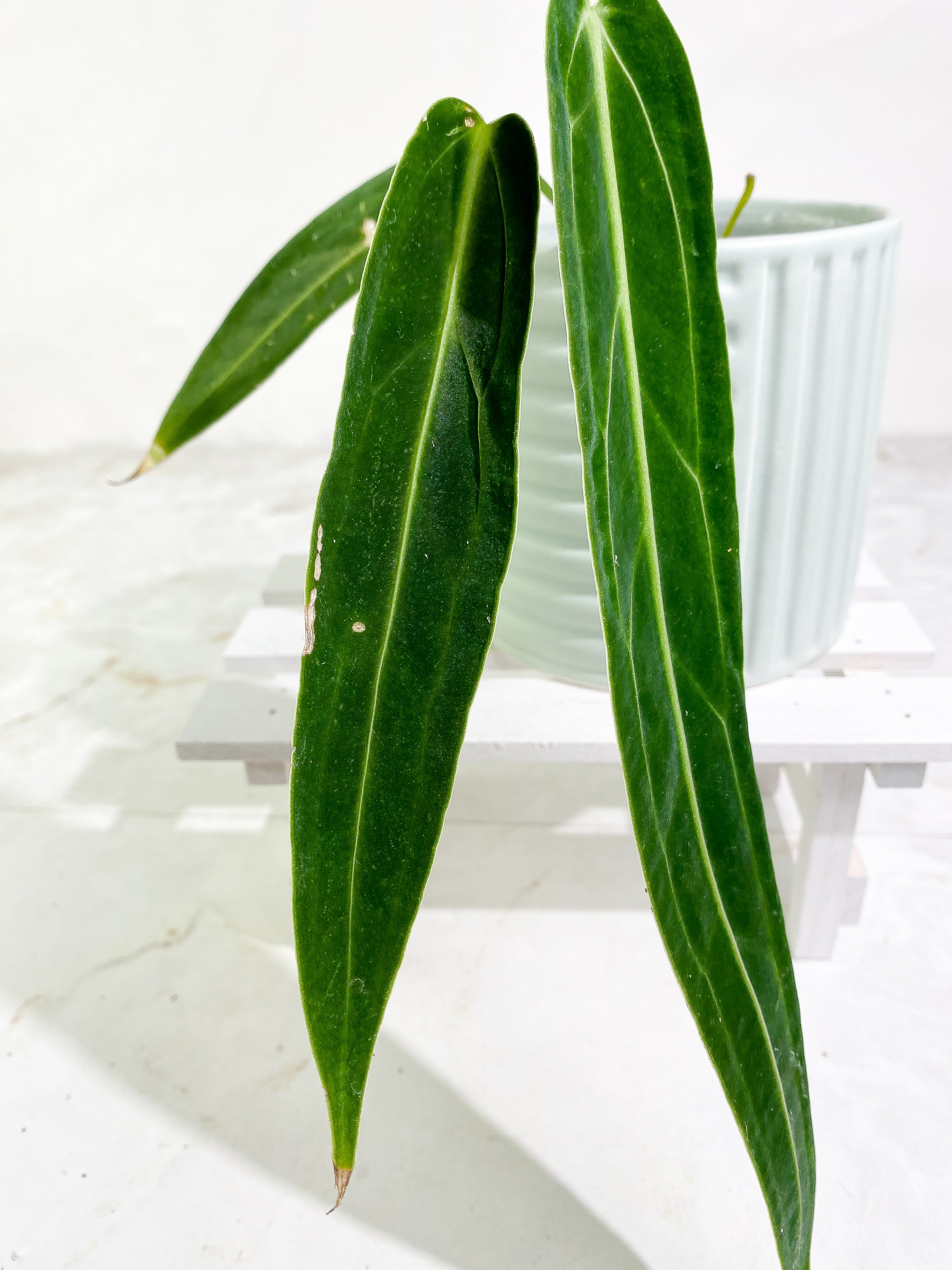 Anthurium warocqueanum narrow dark 3 leaves 1 sprout Rooted