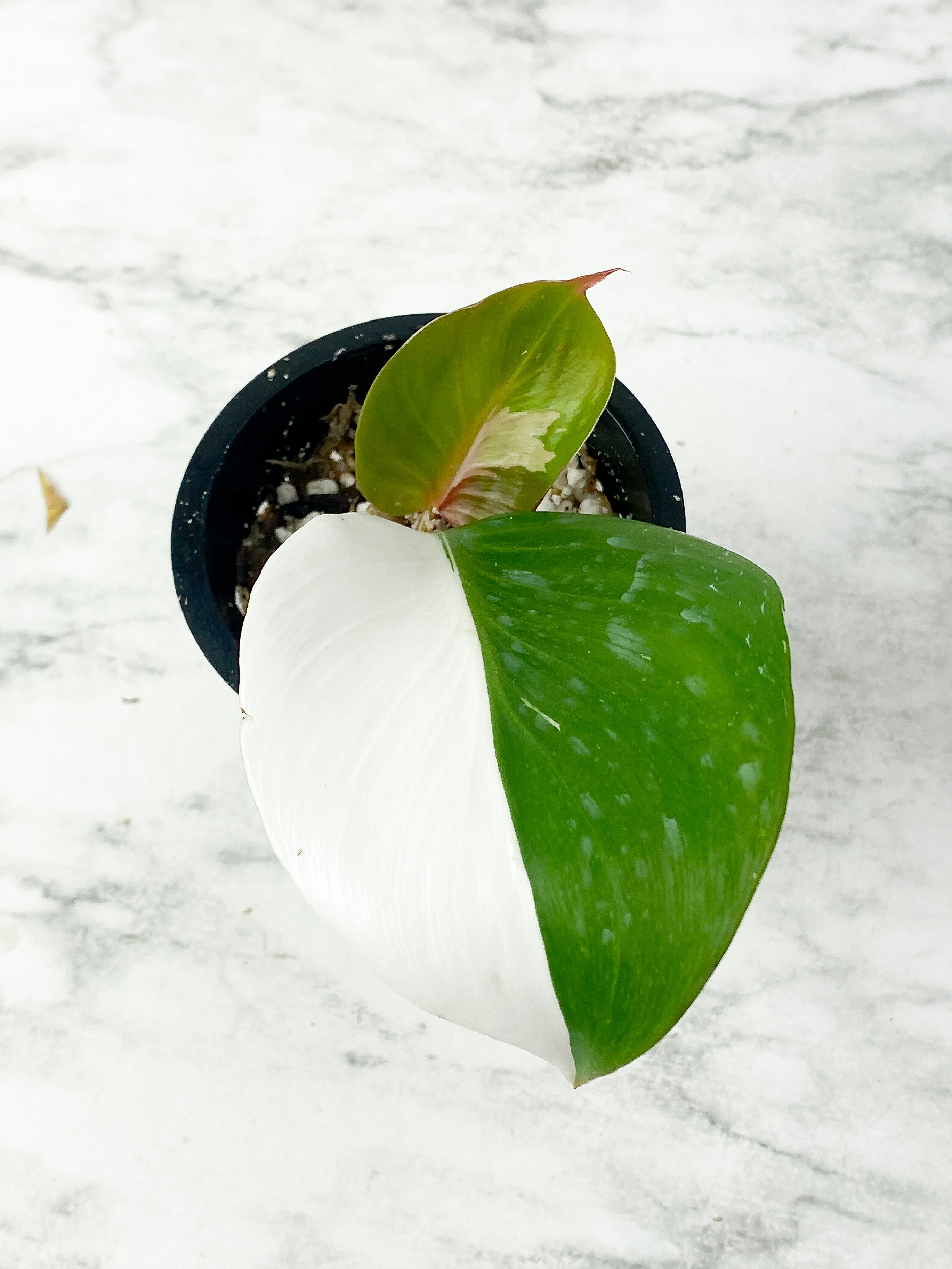 Philodendron White Knight Tricolor slightly rooted