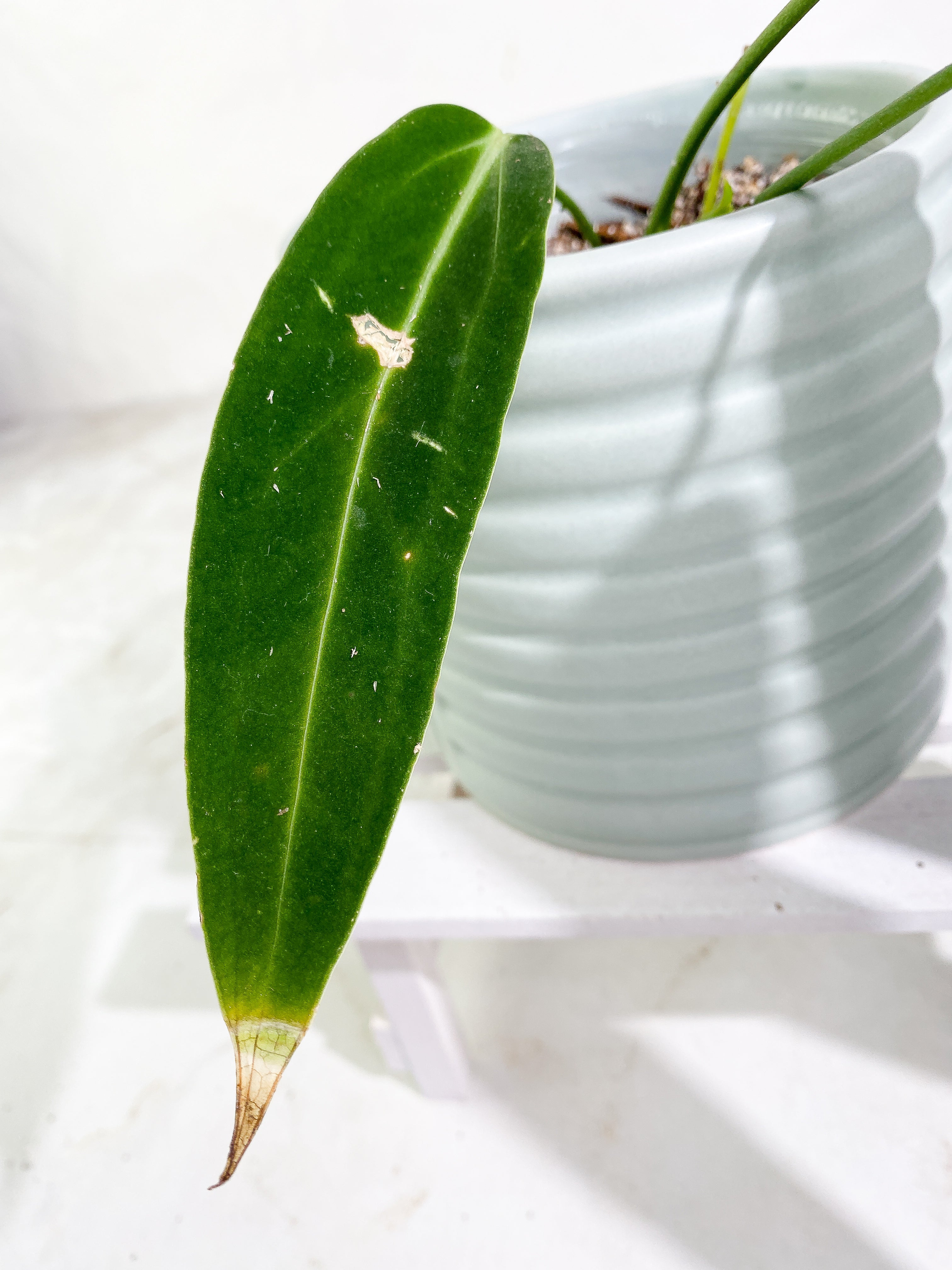 Anthurium warocqueanum narrow dark 3 leaves 1 sprout Rooted