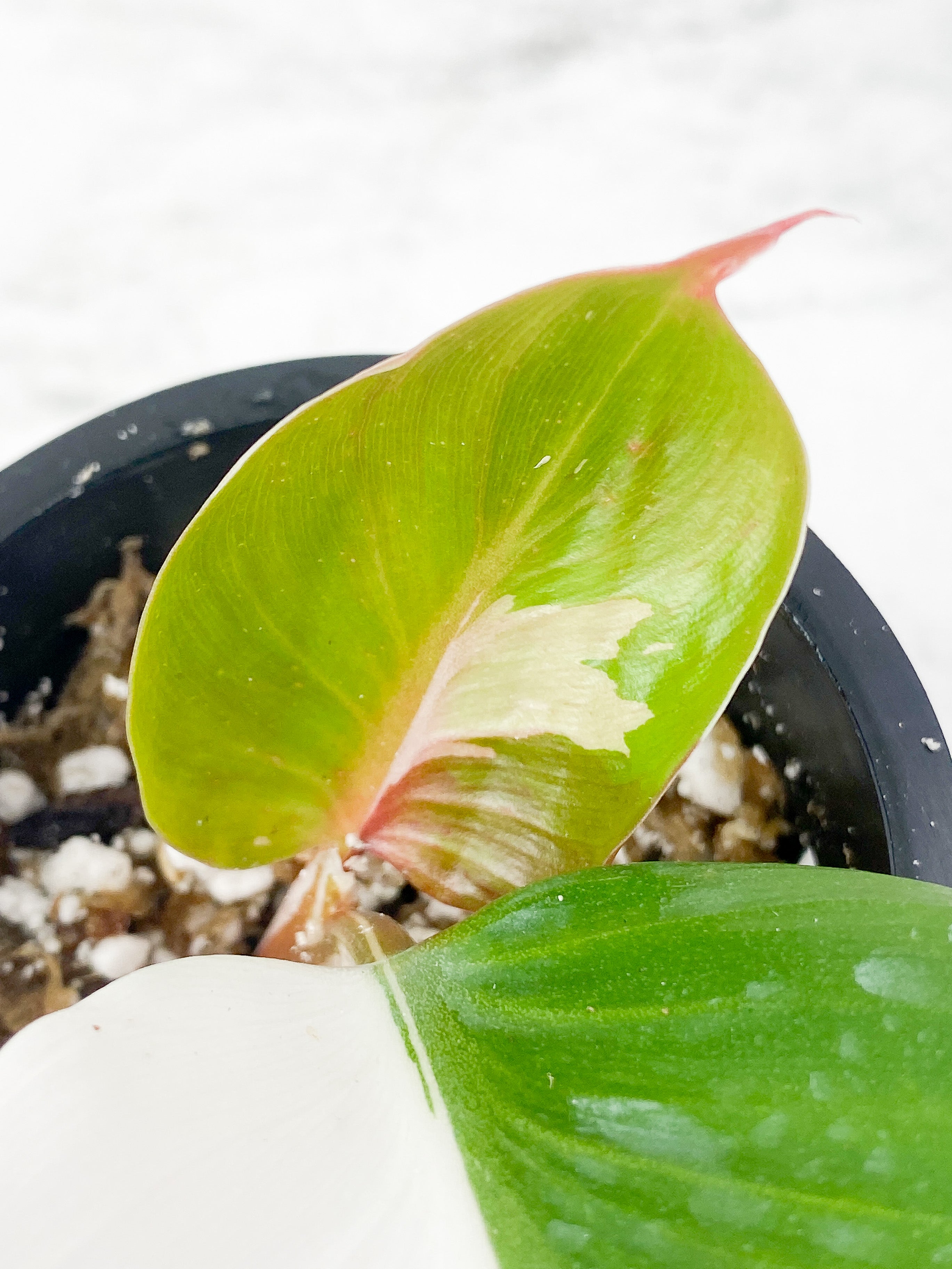 Philodendron White Knight Tricolor slightly rooted