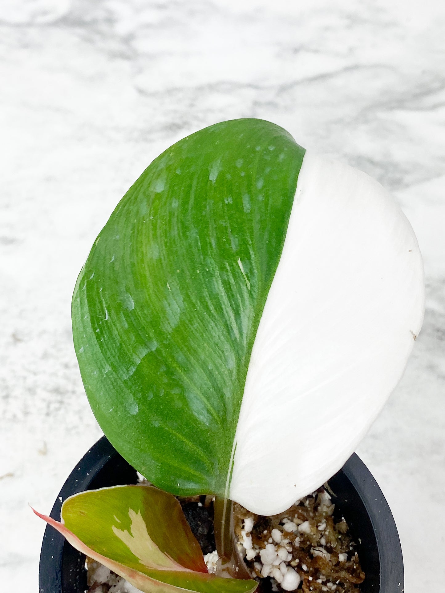 Philodendron White Knight Tricolor slightly rooted