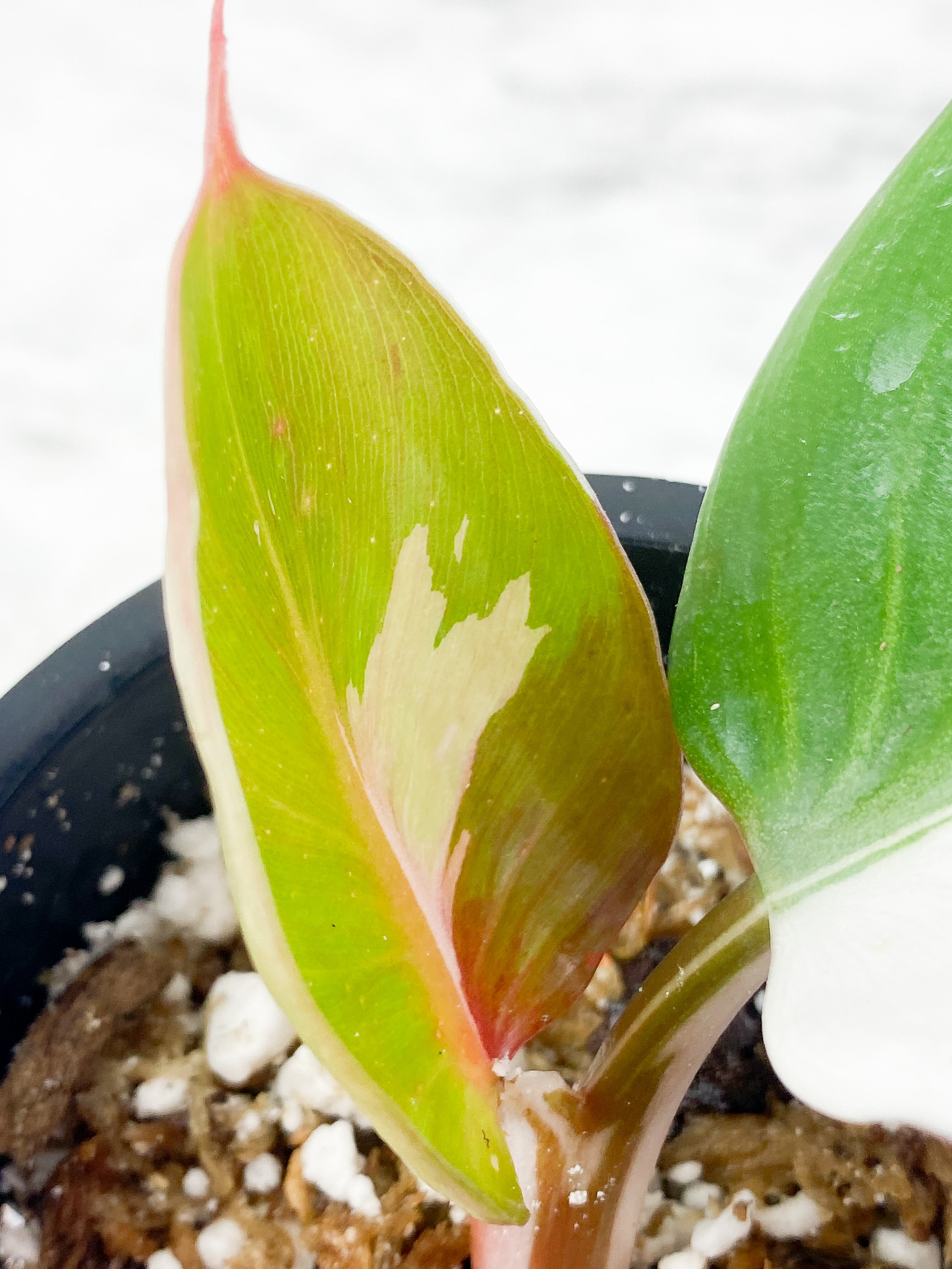 Philodendron White Knight Tricolor unrooted 1 leaf, 1 sprout
