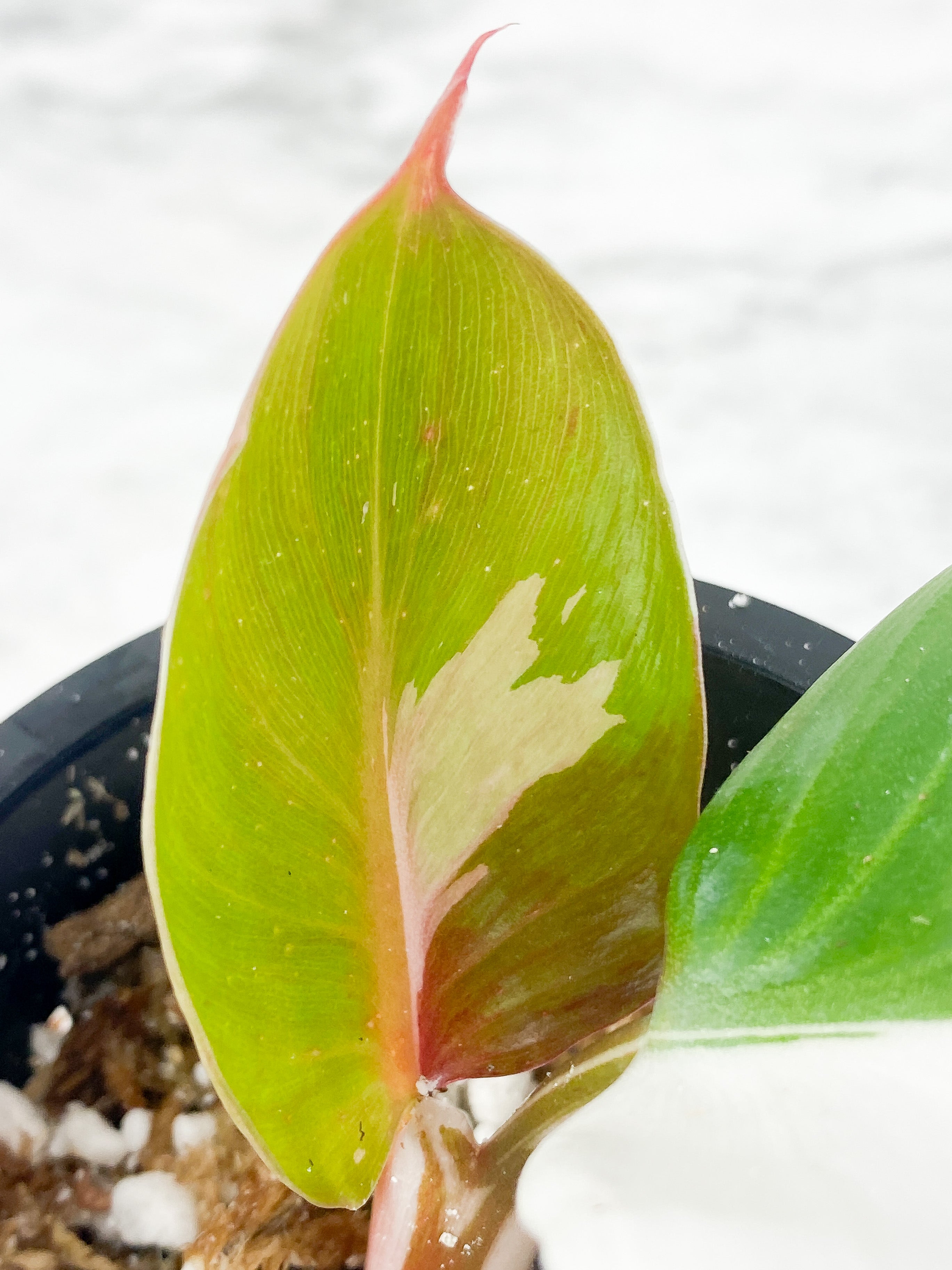 Philodendron White Knight Tricolor slightly rooted