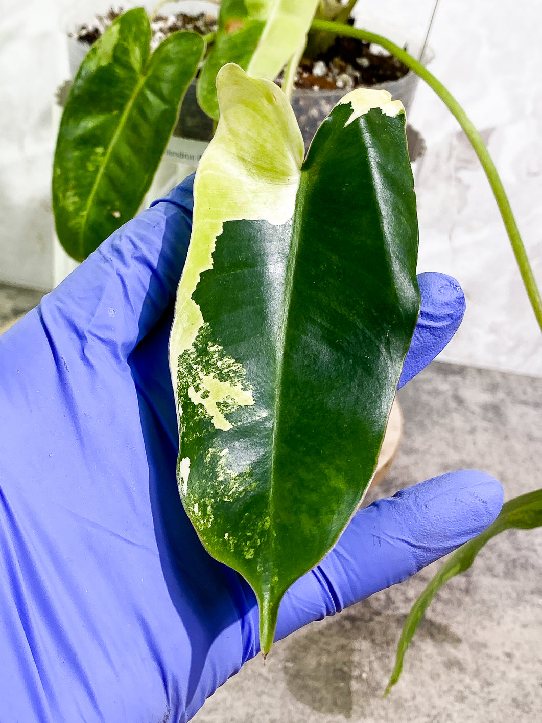 Philodendron Burle Marx Variegated 11 leaves 2 sprouts fully rooted
