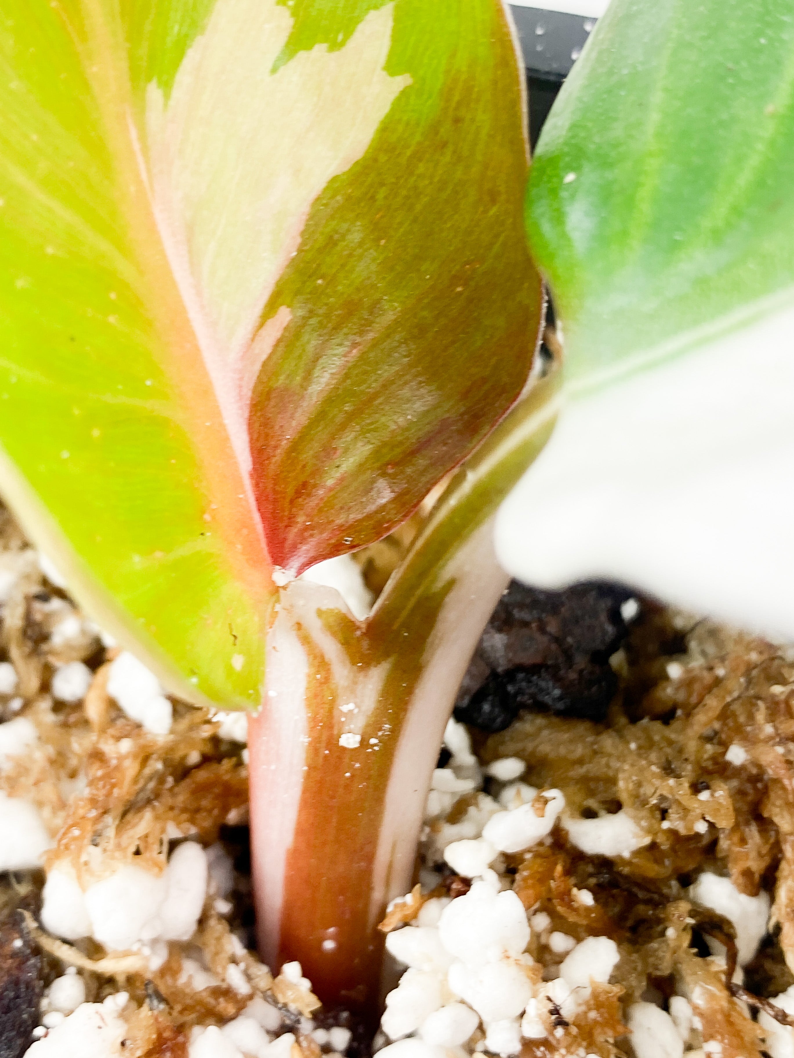 Philodendron White Knight Tricolor slightly rooted