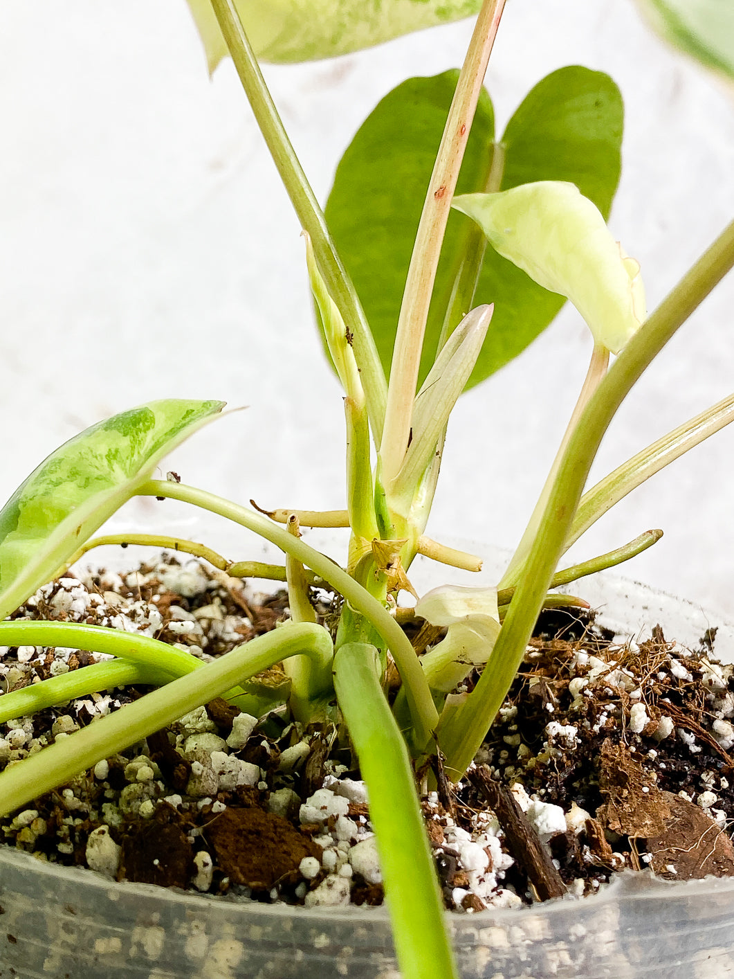 Philodendron Burle Marx Variegated 11 leaves 2 sprouts fully rooted