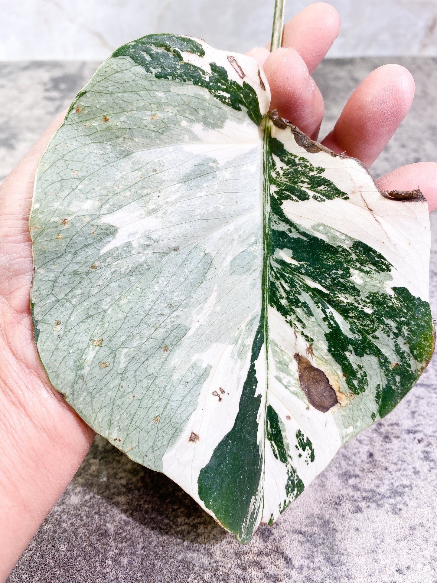 Monstera albo variegata Rooting1 leaf Highly Variegated