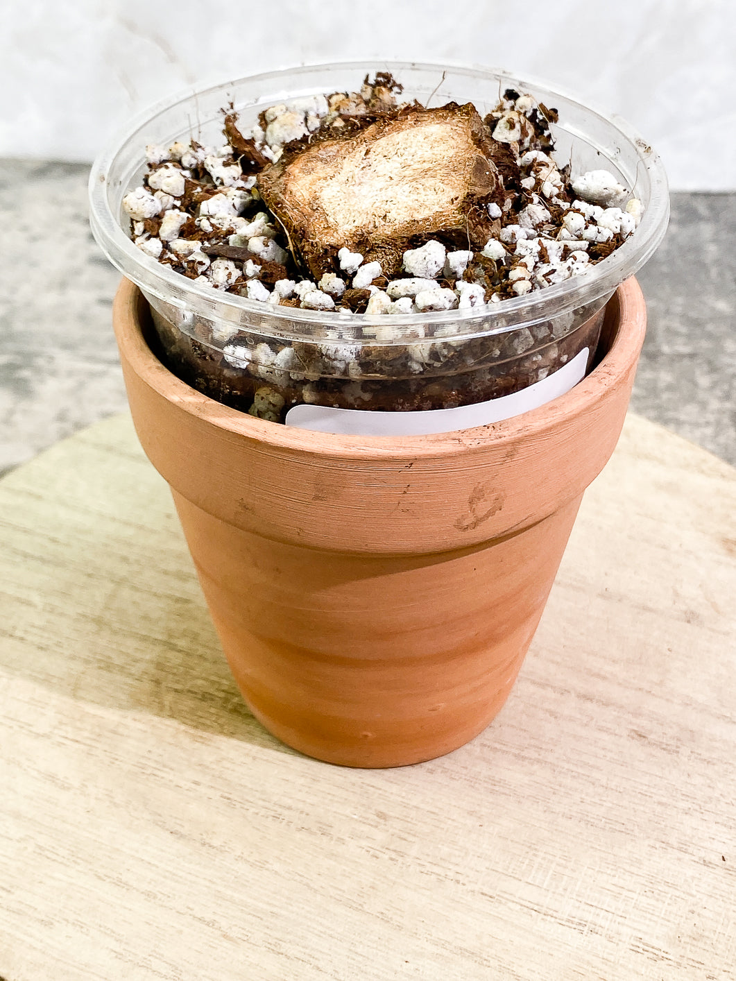Anthurium pendulifolium rooting chonk