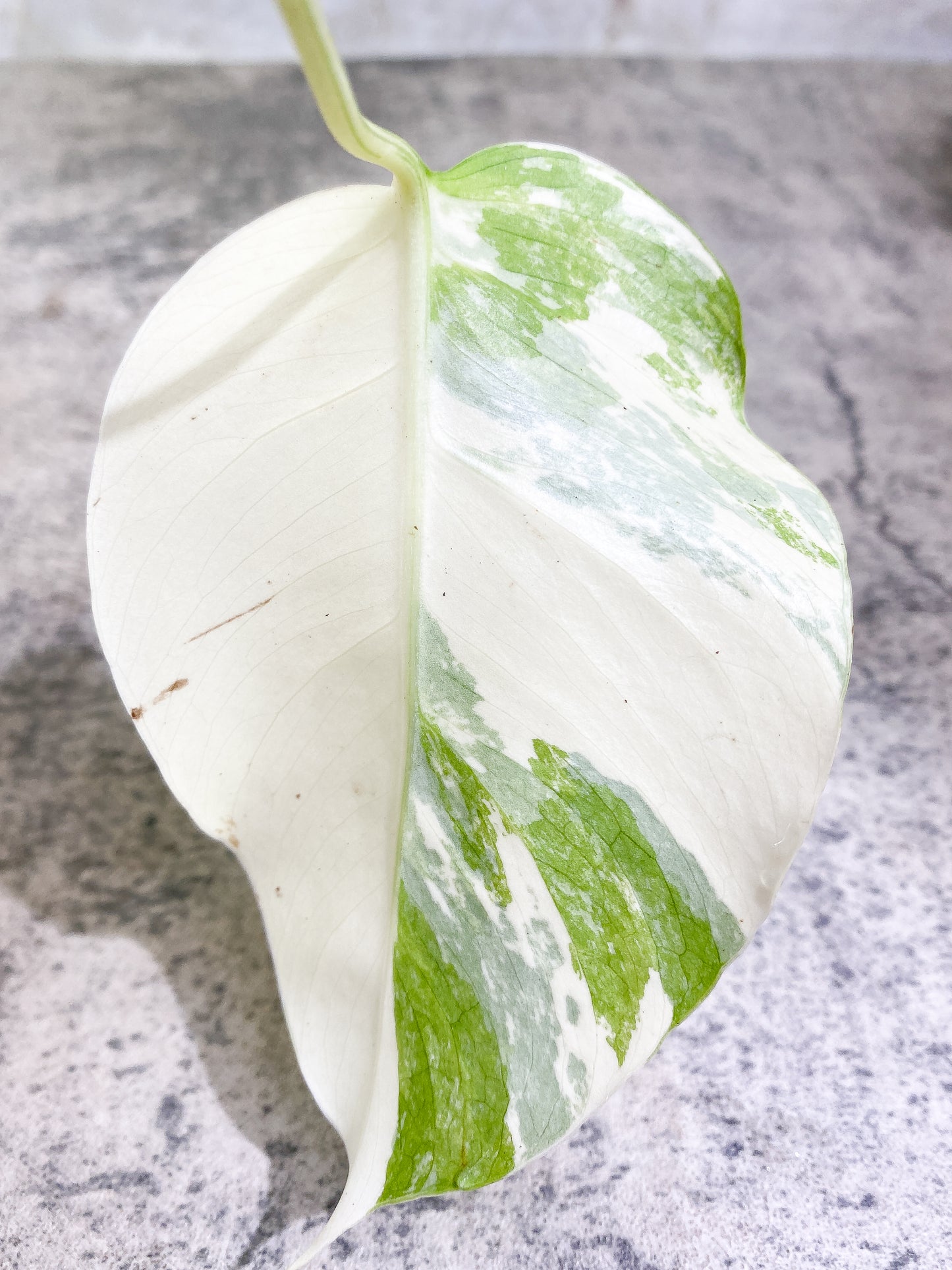 Monstera albo variegata Rooting1 leaf 3 additional nodes Highly Variegated Top Cutting