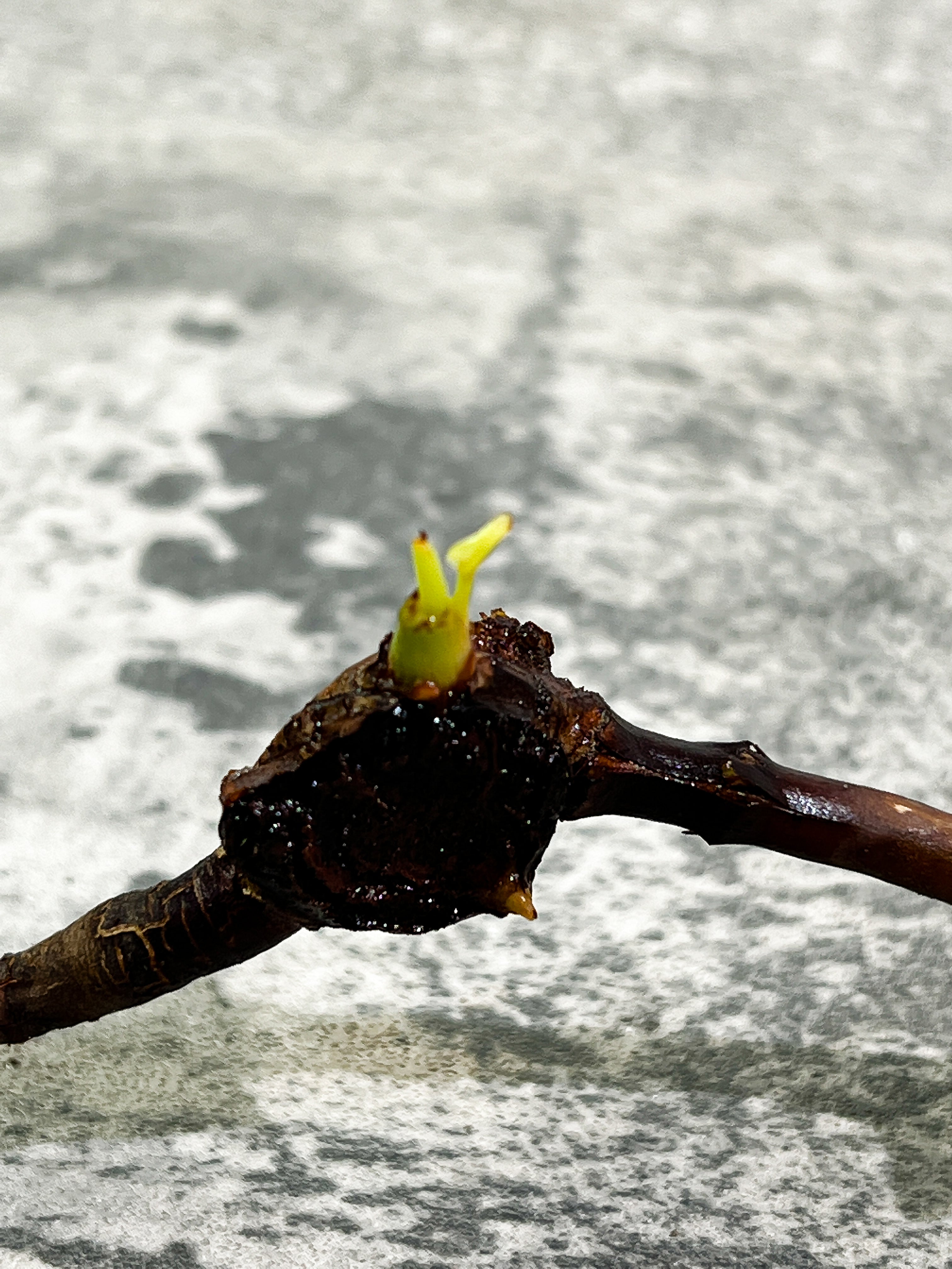 Philodendron Billietiae Variegated 2 sprout rooting from highly variegated mother plant