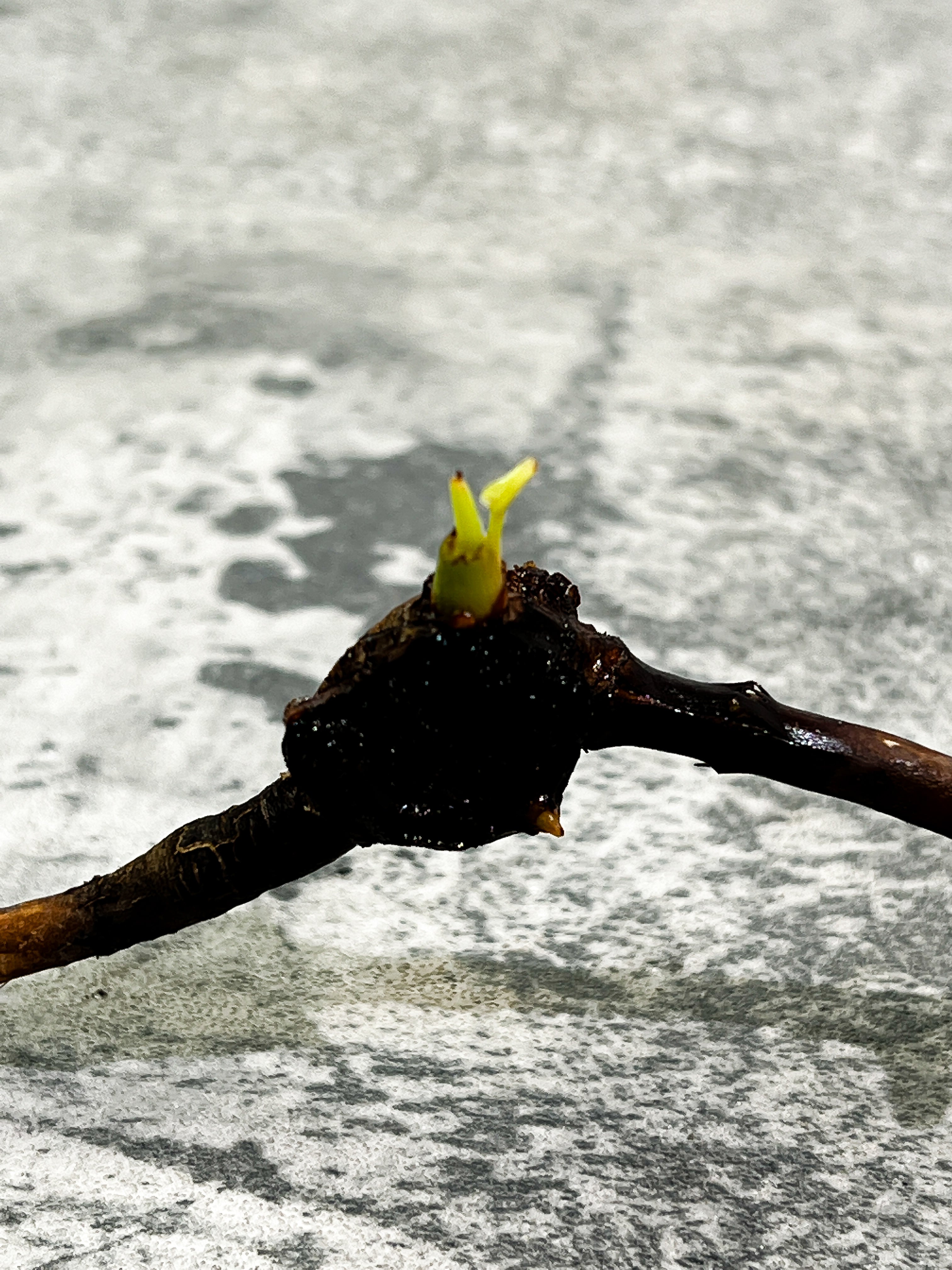 Philodendron Billietiae Variegated 2 sprout rooting from highly variegated mother plant