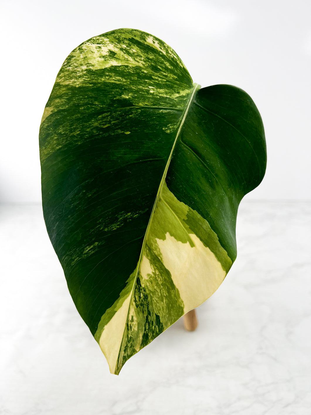 Monstera Aurea Tricolor 1 leaf Slightly Rooted