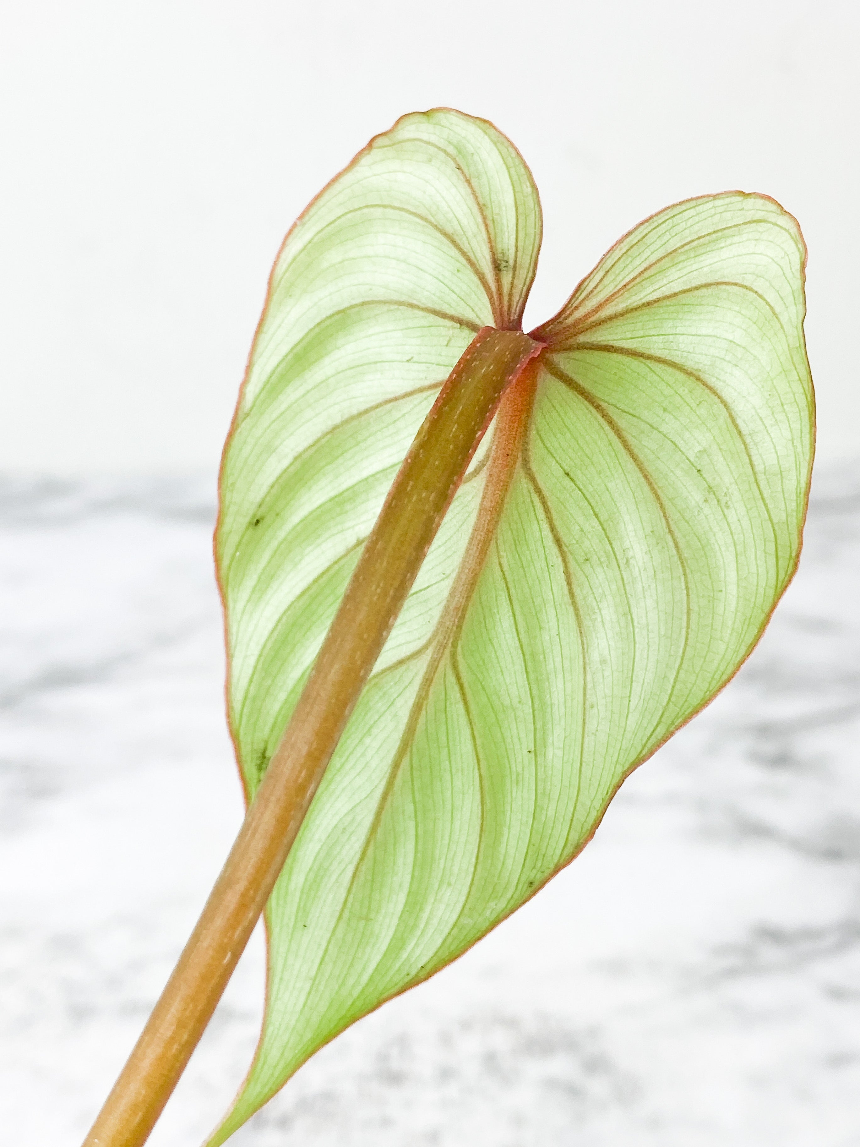 Philodendron Mamei Silver Cloud  slightly rooted 2 leaves